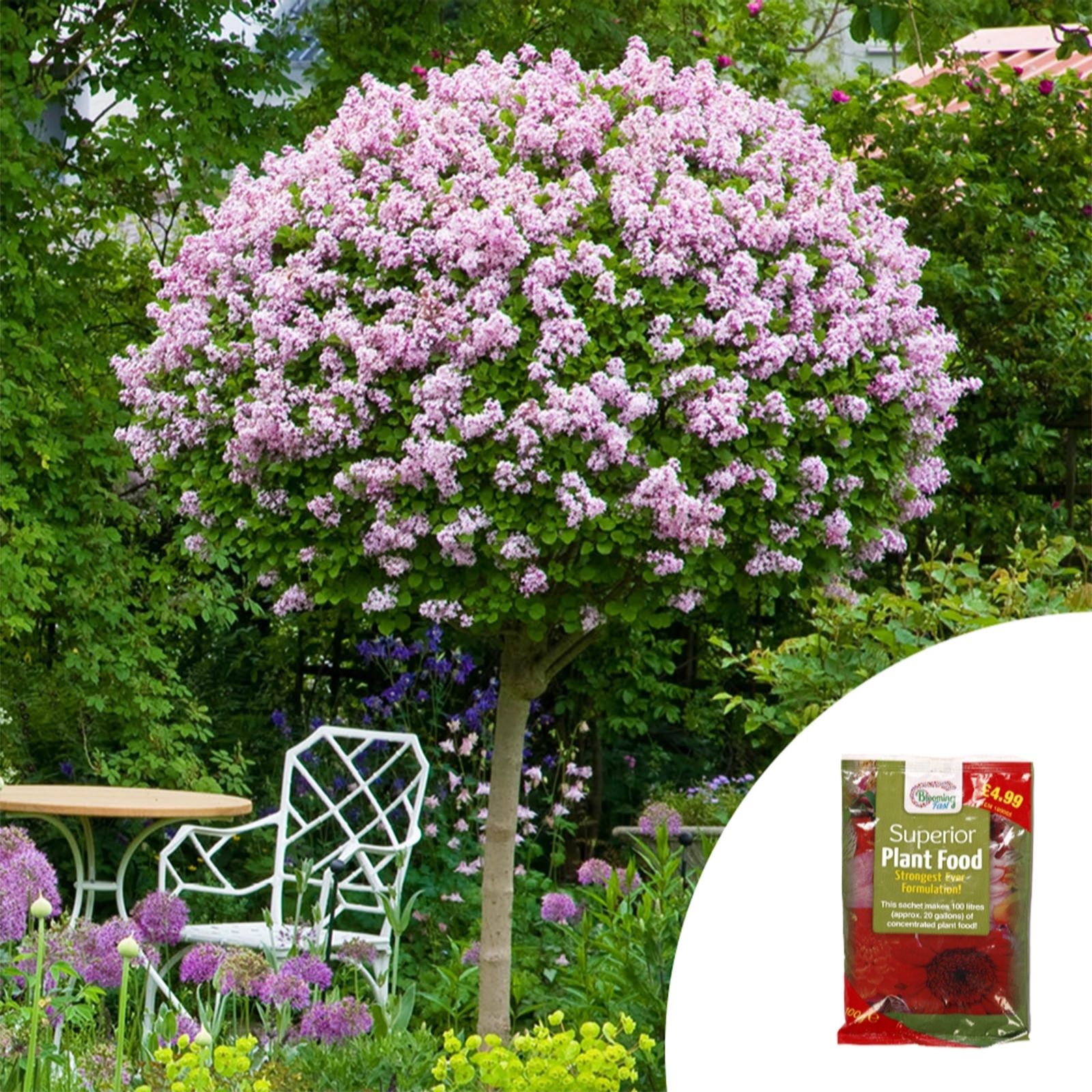 YouGarden Standard Lilac Palibin with 100g Fertiliser
