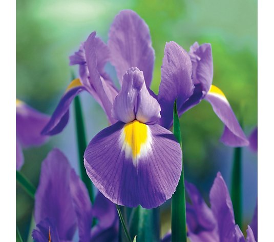 de Jager Dutch Iris Beauty Collection 24x 7/+cm Bulbs