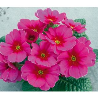 Plants2Gardens Primrose Raesberry Rose 5cm Garden Ready Plants x 20