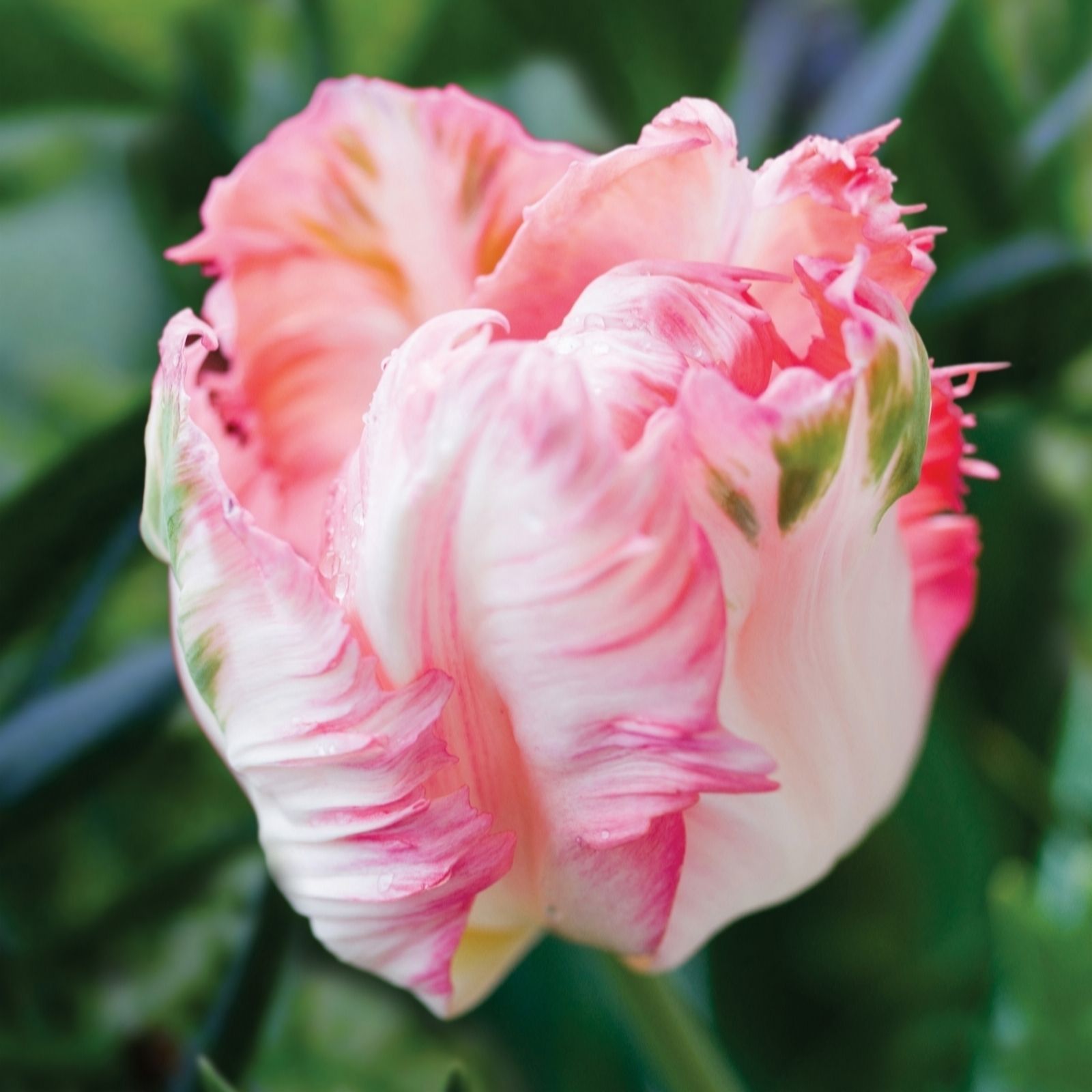 de Jager Show Stopping Parrot Tulips x15