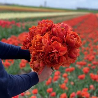 Thompson & Morgan Tulip Orange Flavour 16 Bulbs