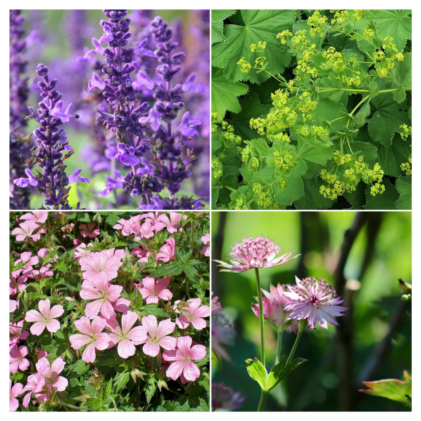 Dig Club Cottage Garden Starter 4 Plants Selection
