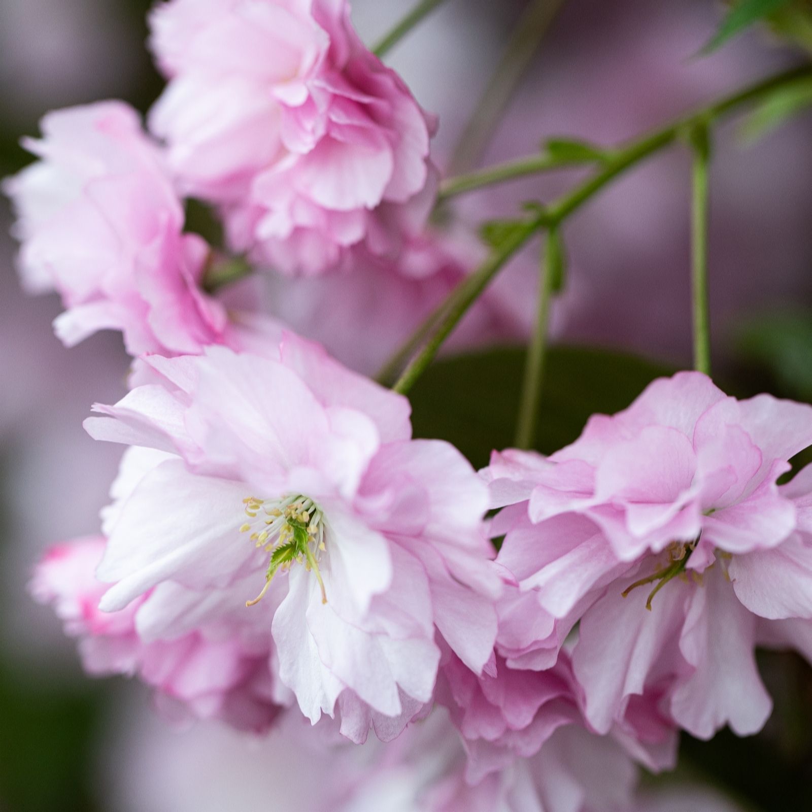 Frank P Matthews Prunus Kanzan in 12 Litre Container