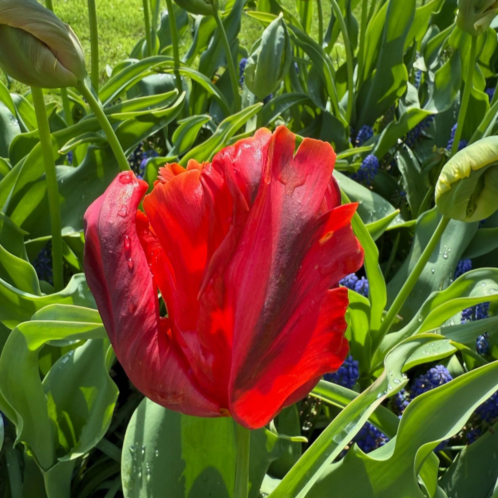 Thompson & Morgan Tulip Parrots of the Caribbean 16 Bulbs