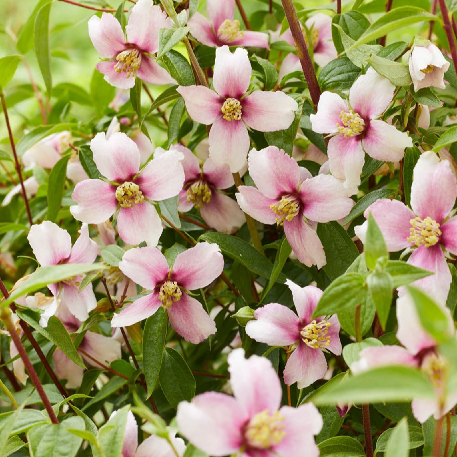 YouGarden Philadelphus Petite 'Perfume Pink' in a 3L Pot