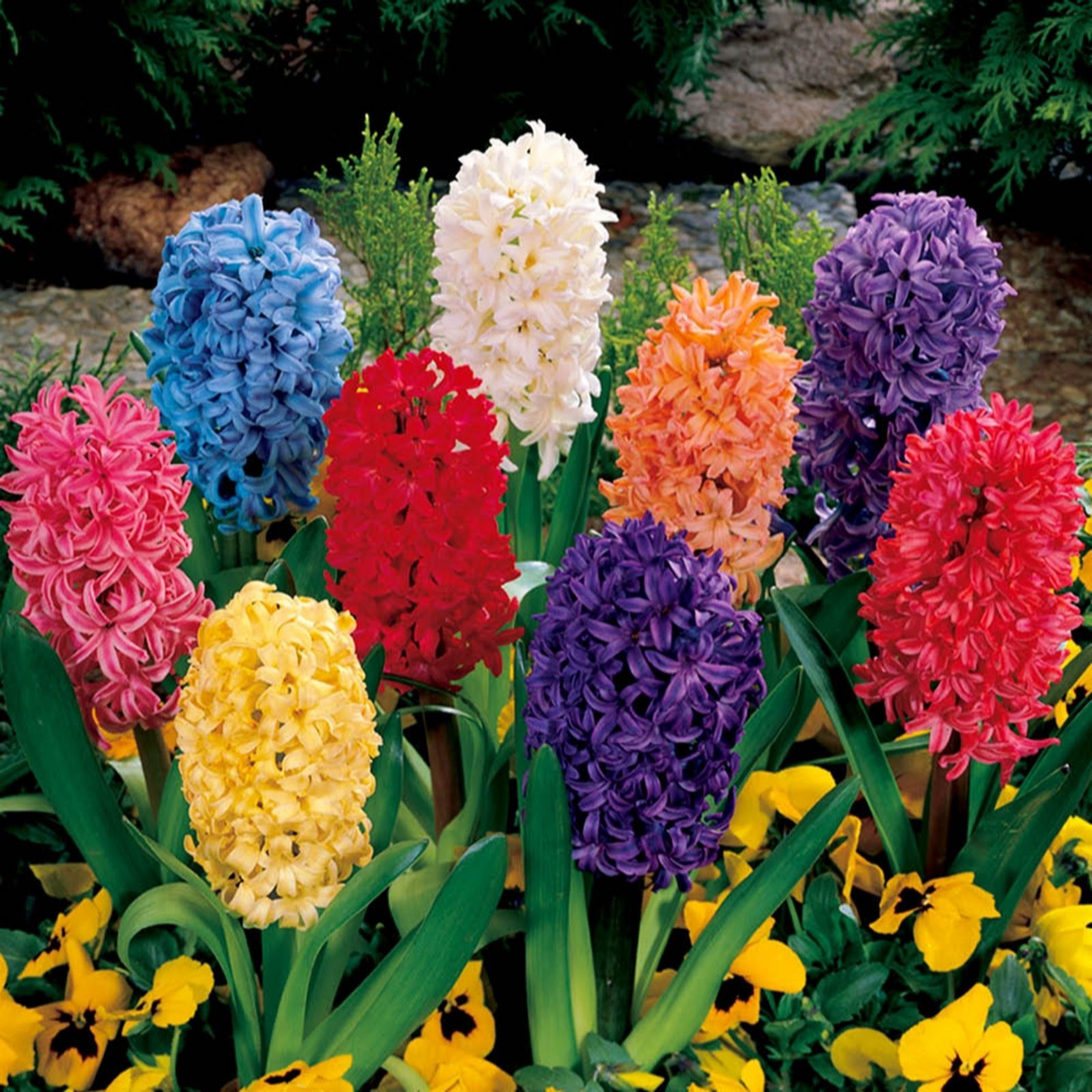YouGarden Value Garden Hyacinth Pack - x24 bulbs