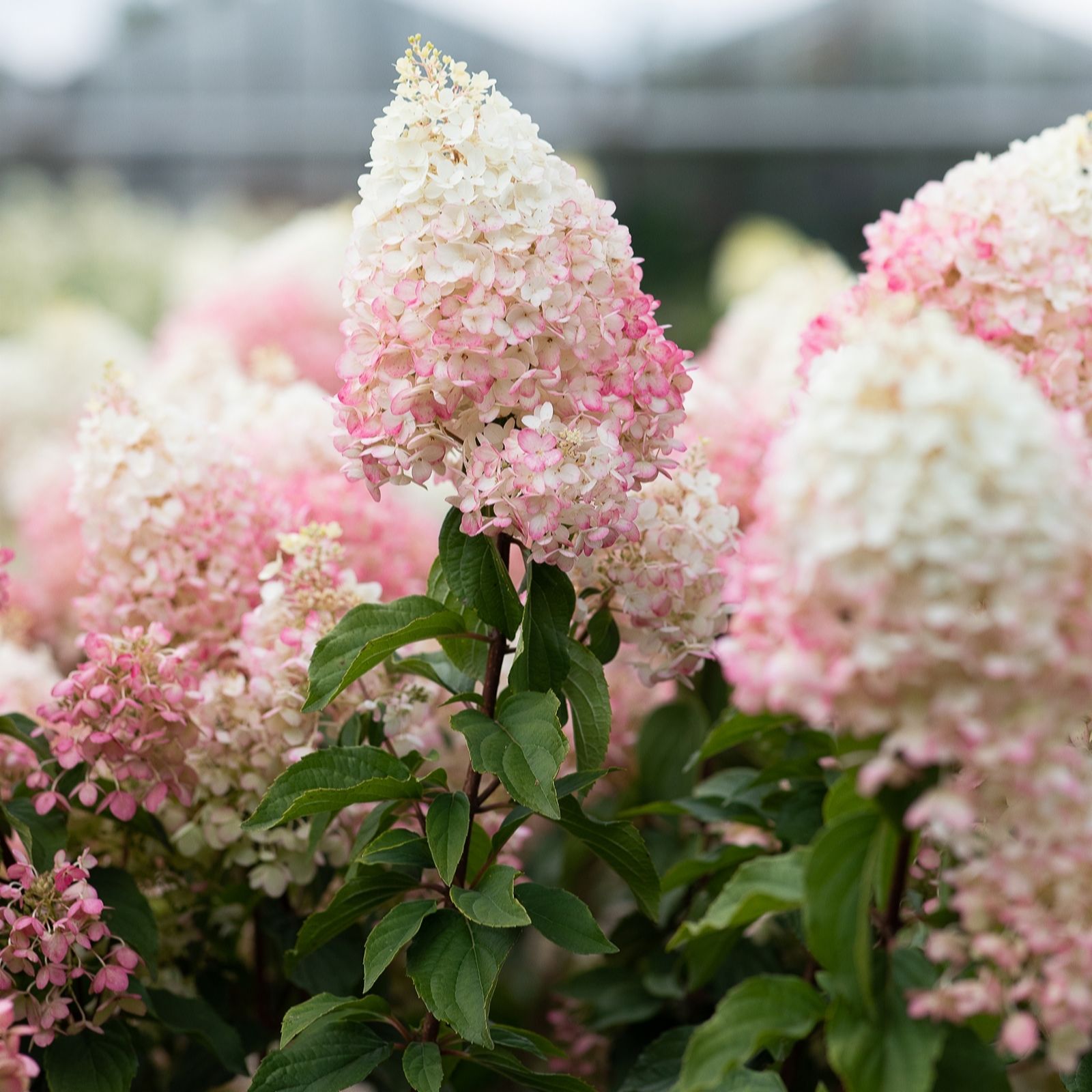Thompson & Morgan Hydrangea Strawberry Blossom 1 Litre Pot x1