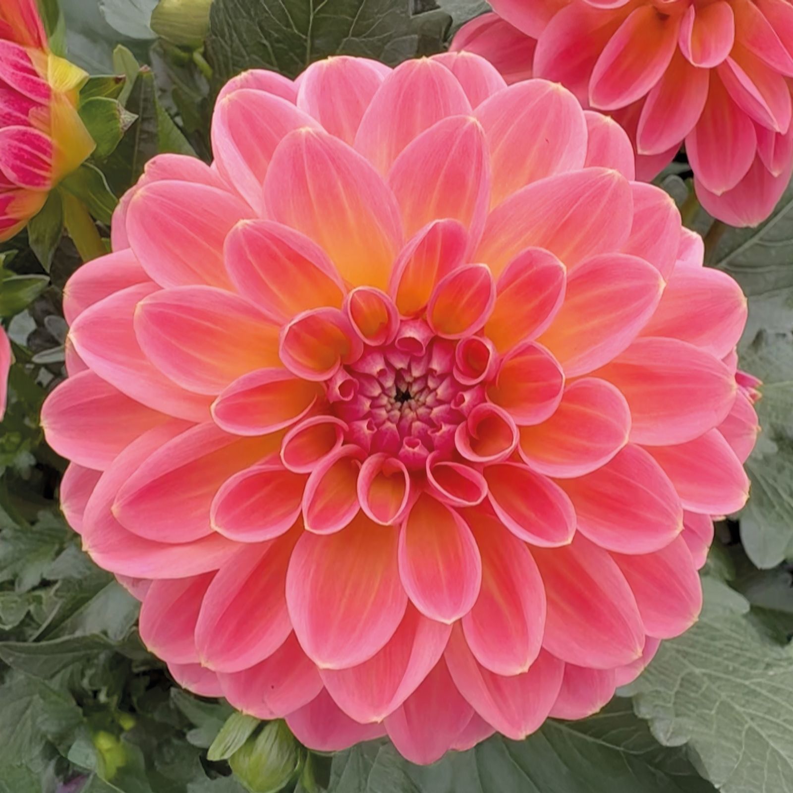 Richard Jackson Dahlia Tropical Punch 5 x 5.5cm Power Plants
