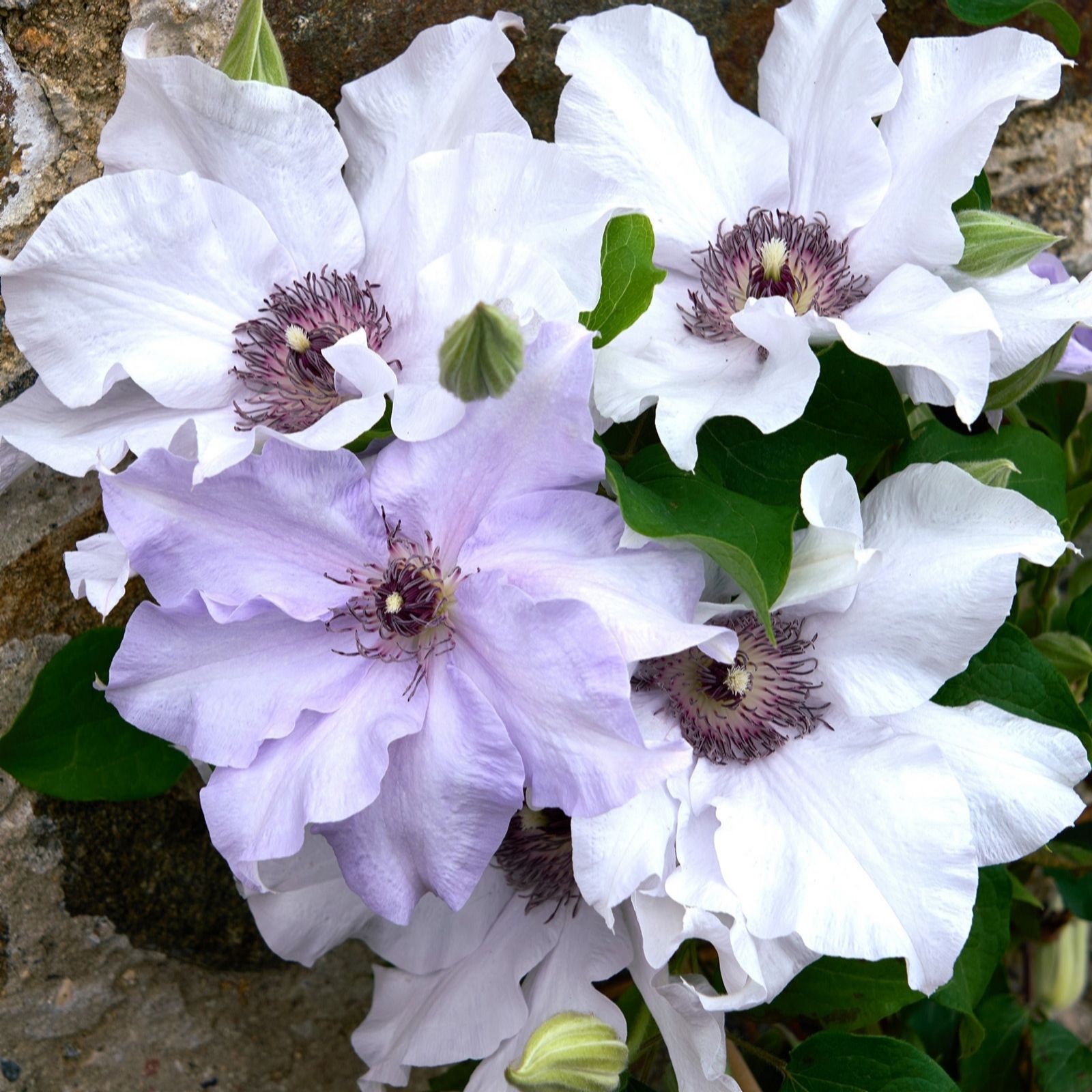Hayloft Plants Guernsey Clematis Collection 3 x 7cm