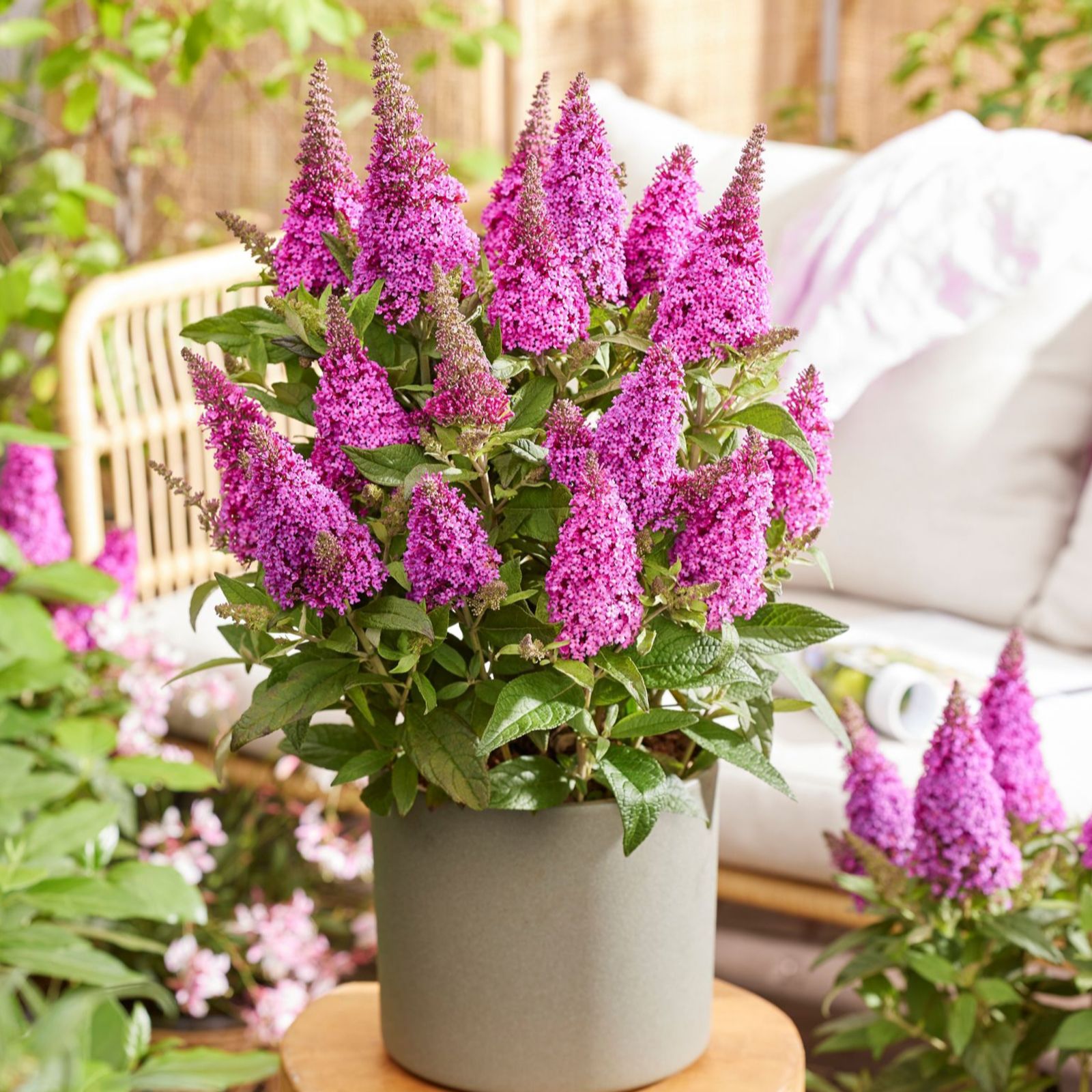 Thompson & Morgan Buddleja Butterfly Candy 3L Pot x 1