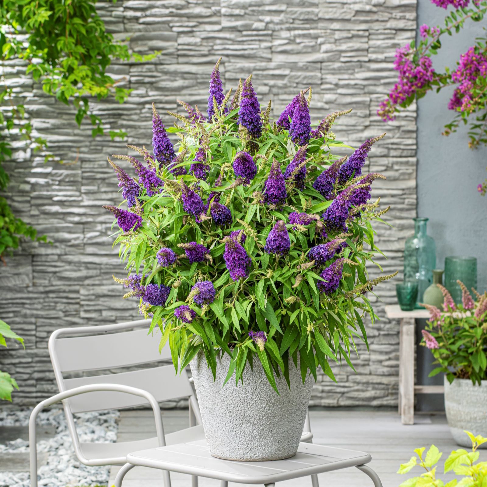 Thompson & Morgan Buddleja Butterfly Candy 3L Pot x 1