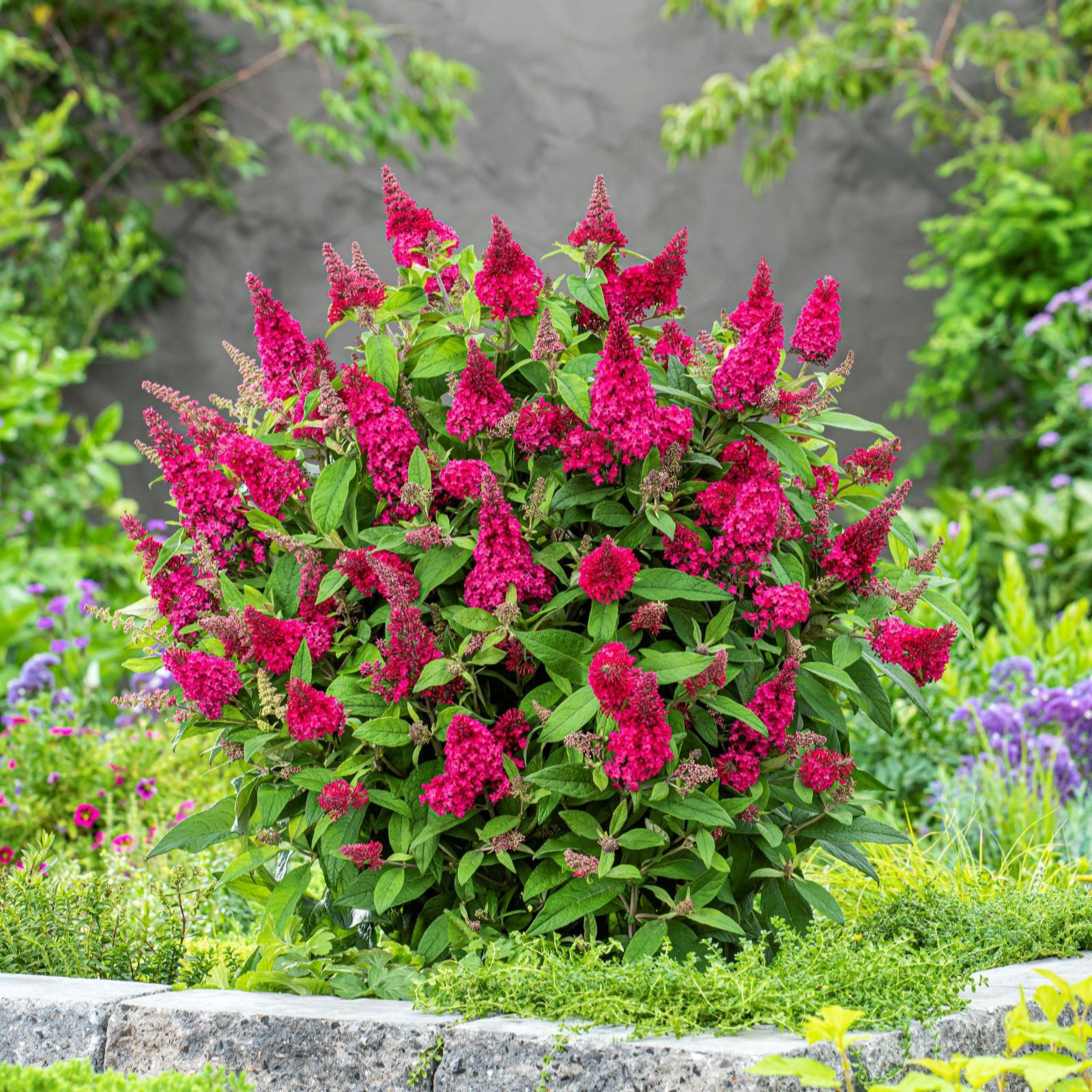 Thompson & Morgan Buddleja Butterfly Candy 3L Pot x 1