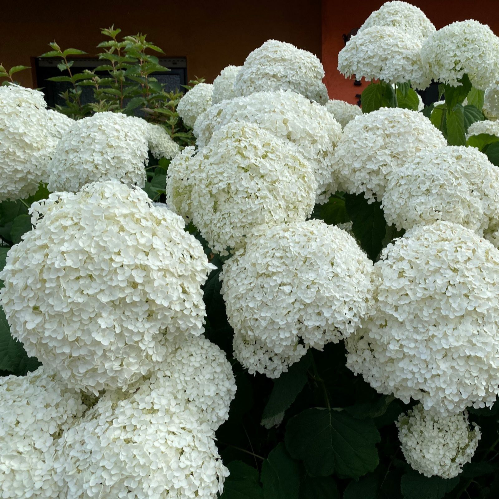 Thompson & Morgan Hydrangea Arborescens Annabelle 3L Pot x 1