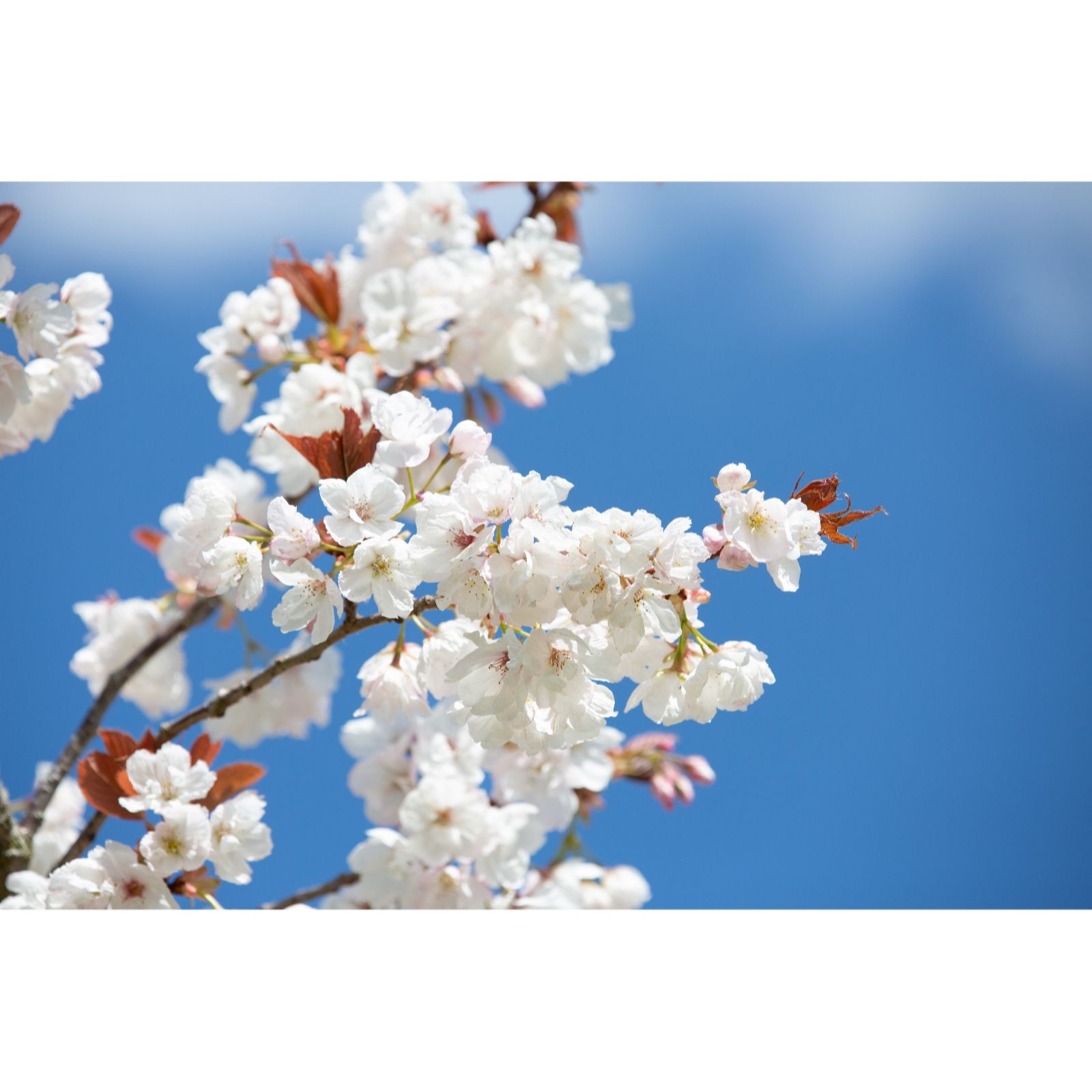 Frank P Matthews Prunus Chocolate Ice 12 Litre Container