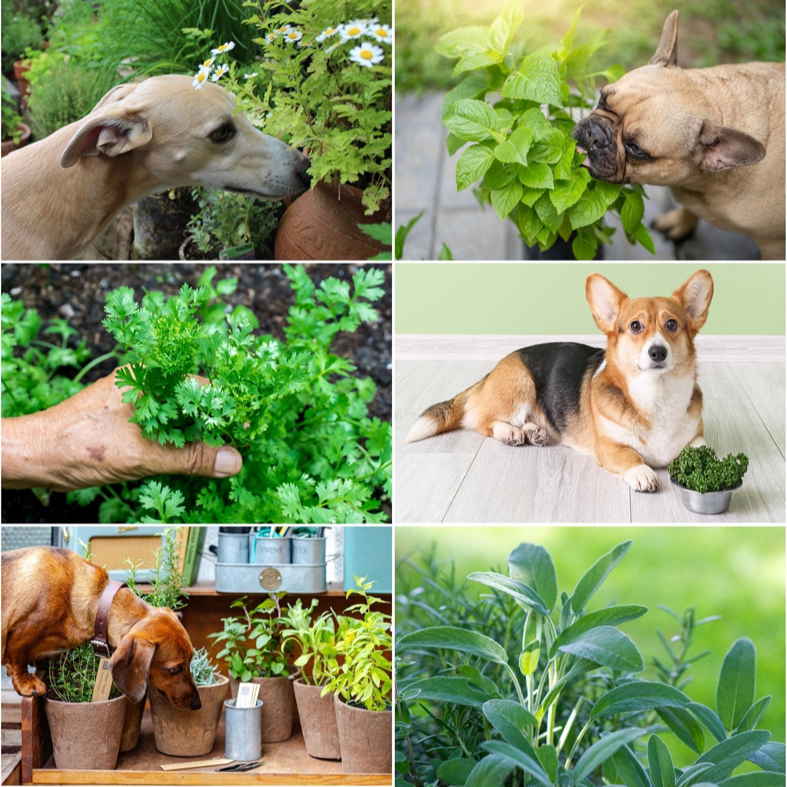 Fyne Herbs Dog Herbs x 6