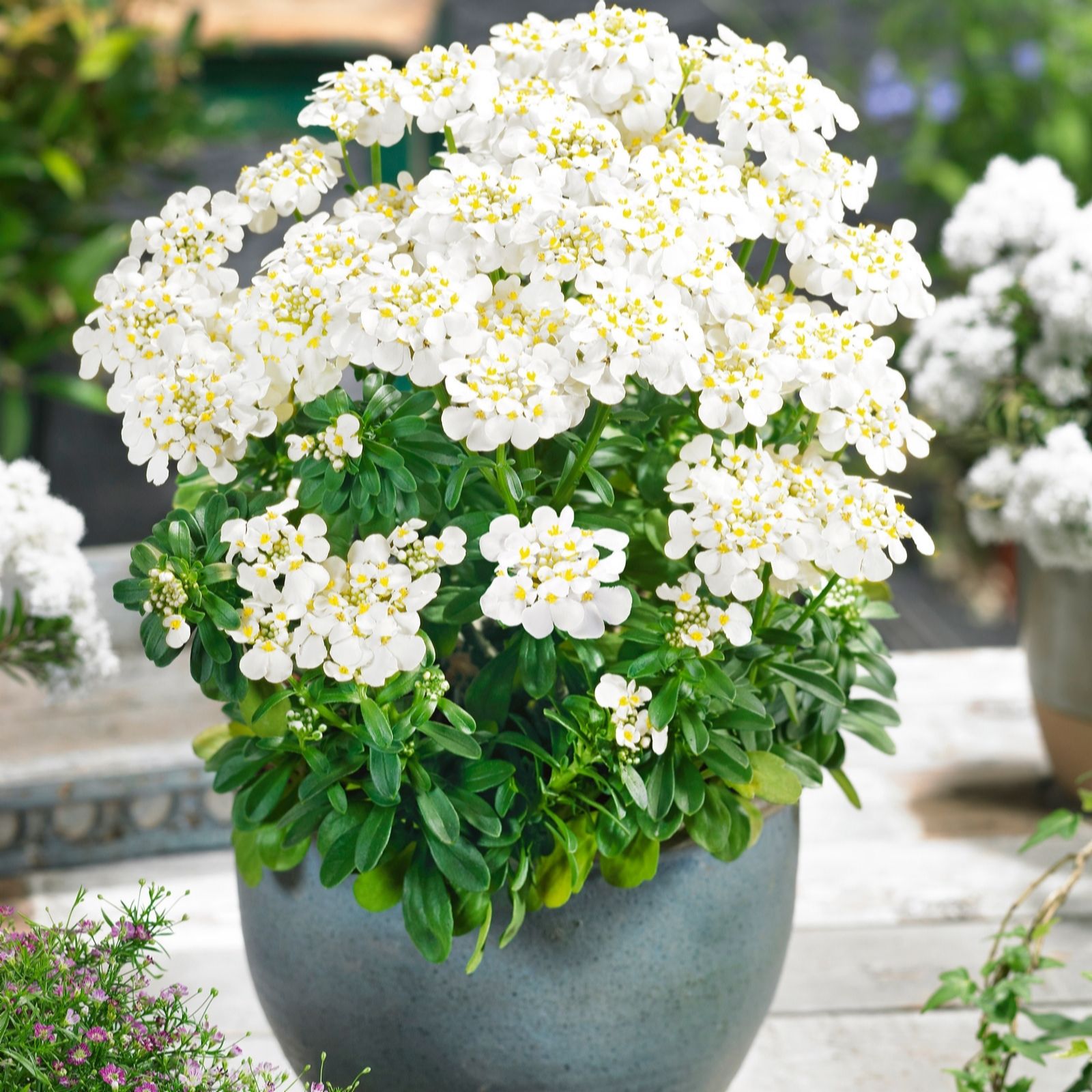 Plants2Garden Iberis Masterpiece 3 x 9cm