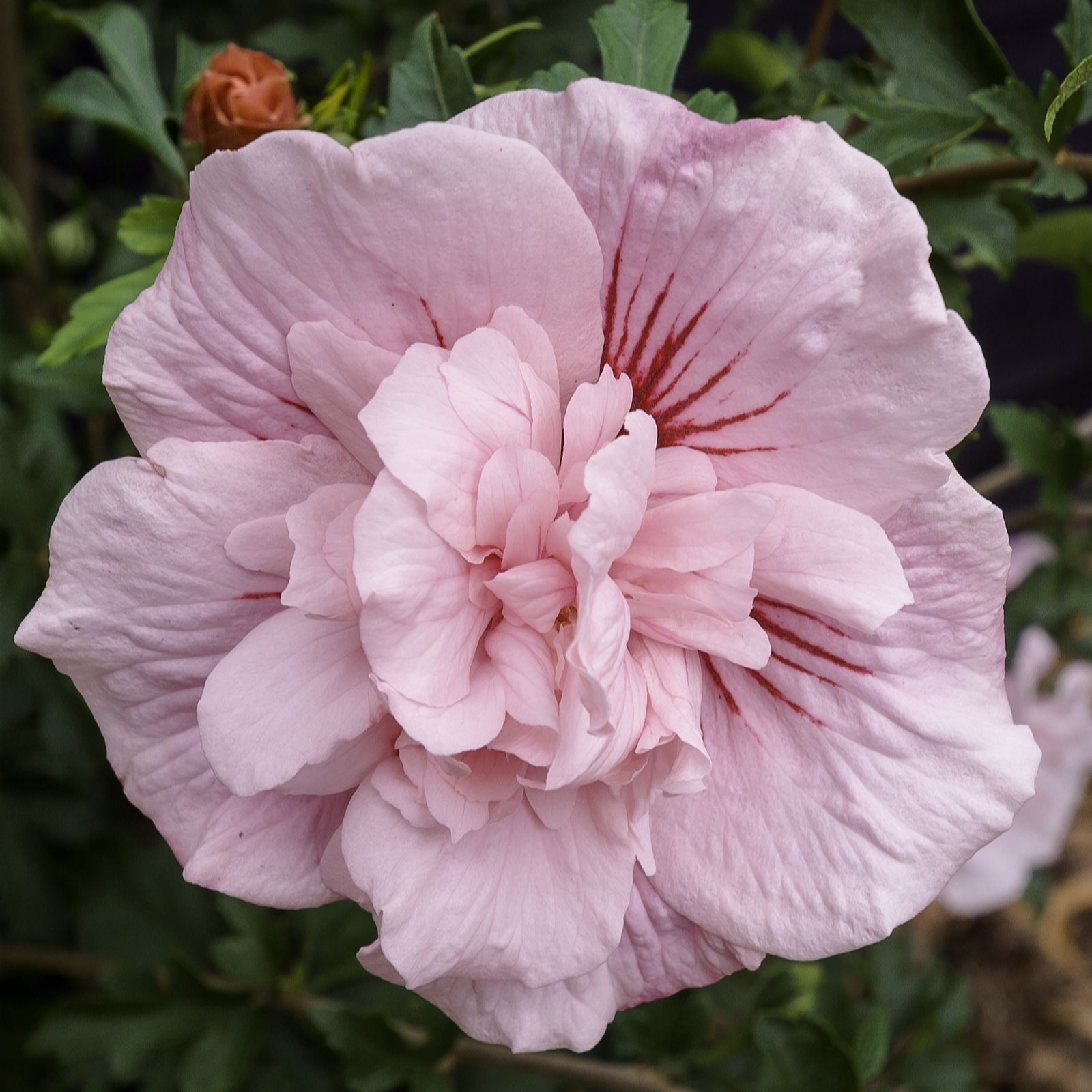 Plants2Gardens Hibiscus Pink Chiffon 3ltr