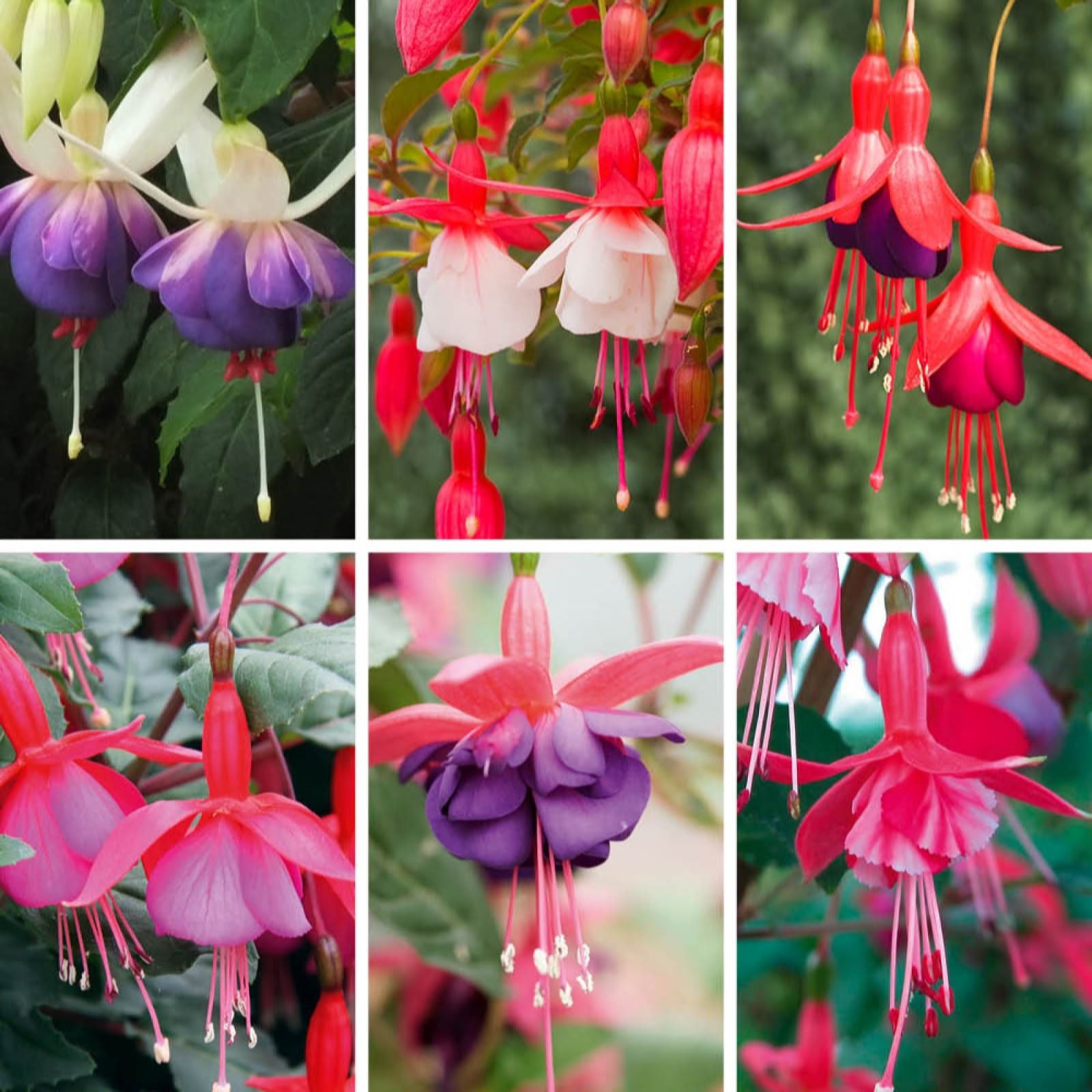YouGarden Hardy Fuchisa Collection x12