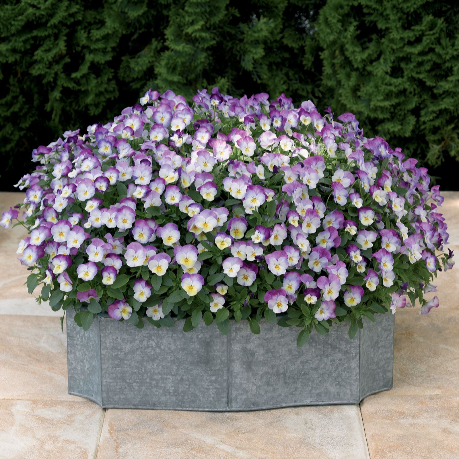 Plants2Gardens Viola Deltini Collection