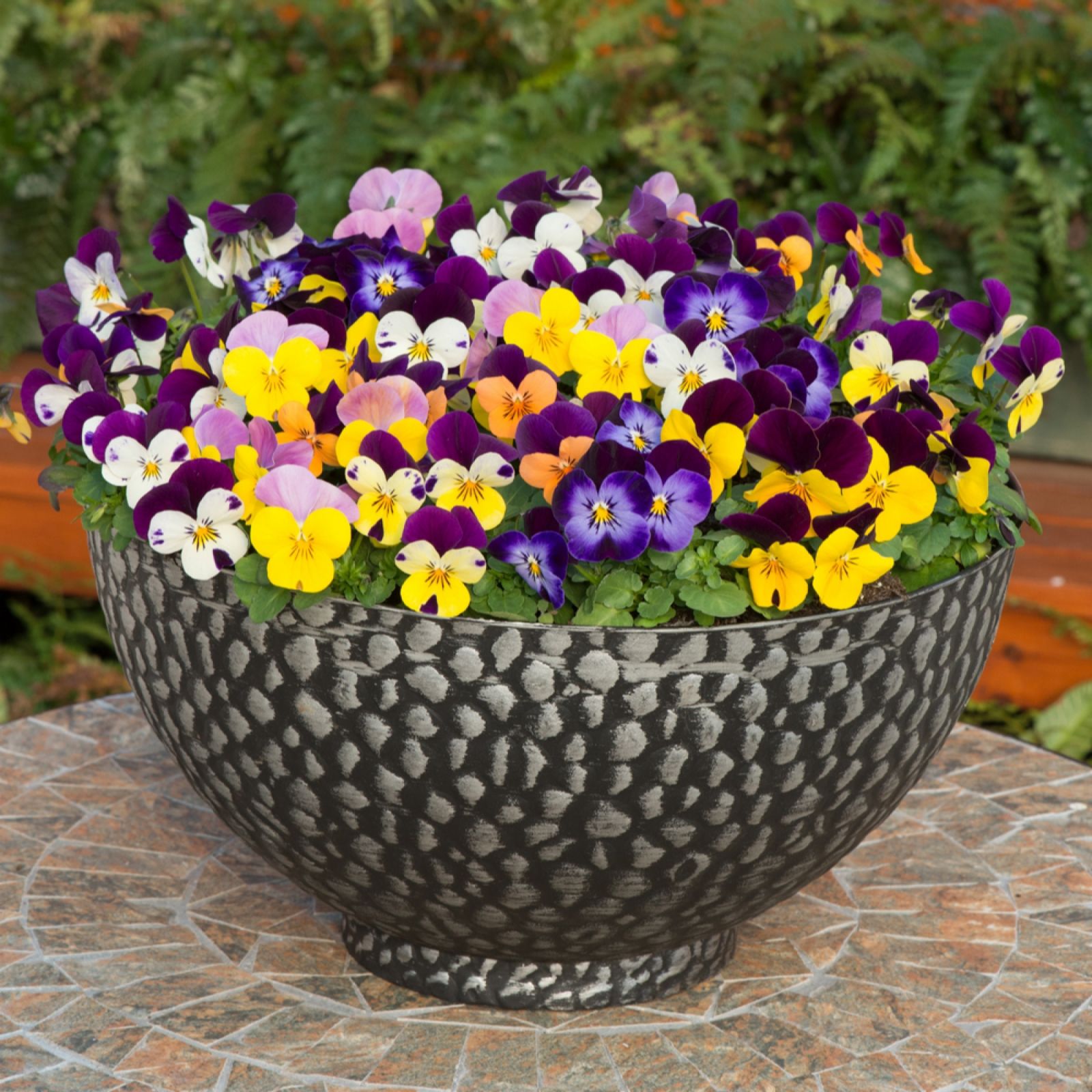 YouGarden Viola 'Sorbet' Garden Ready Plants x20