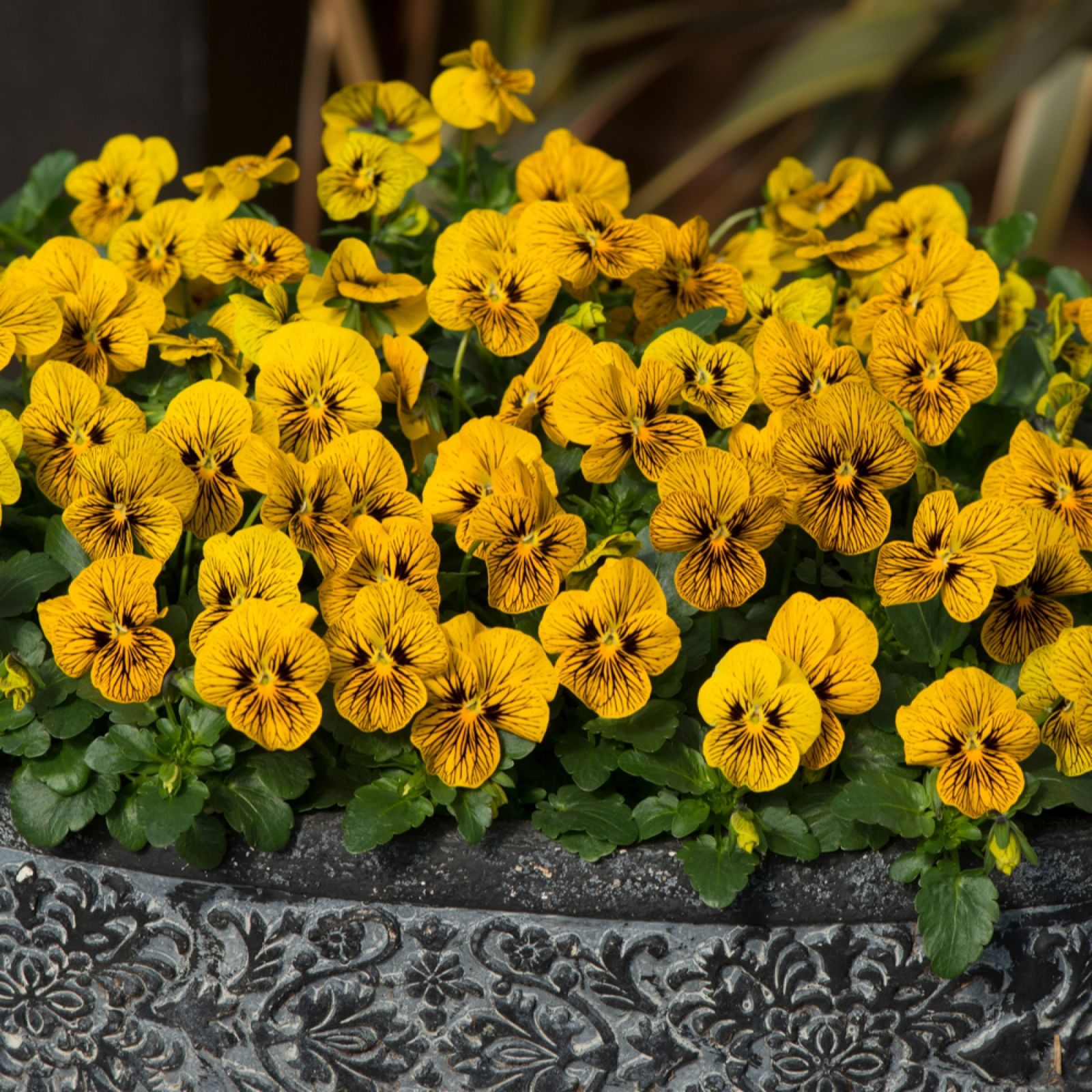 YouGarden Viola 'Sorbet' Garden Ready Plants x20