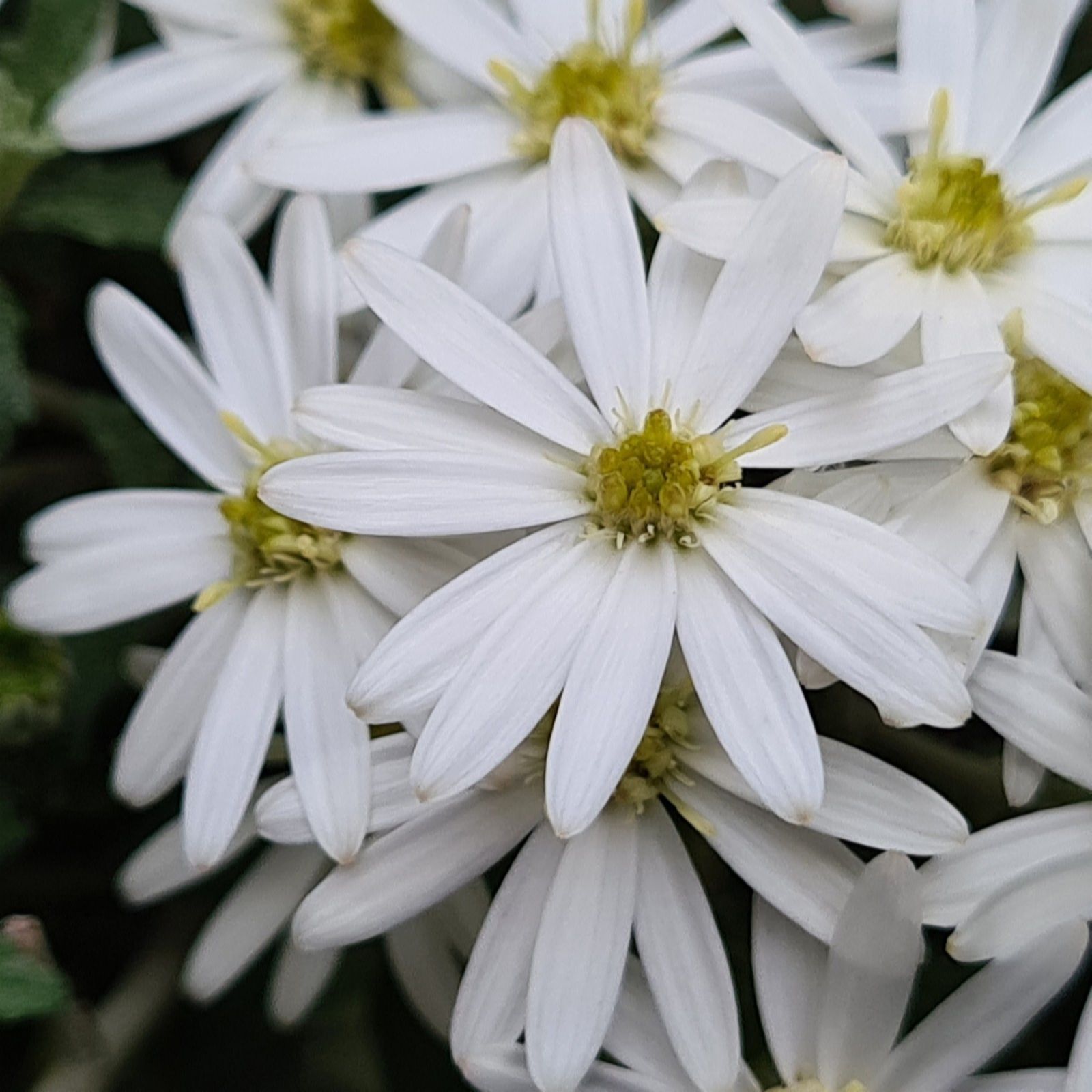 Thompson & Morgan Olearia Spring Bling 9cm Pot x 2