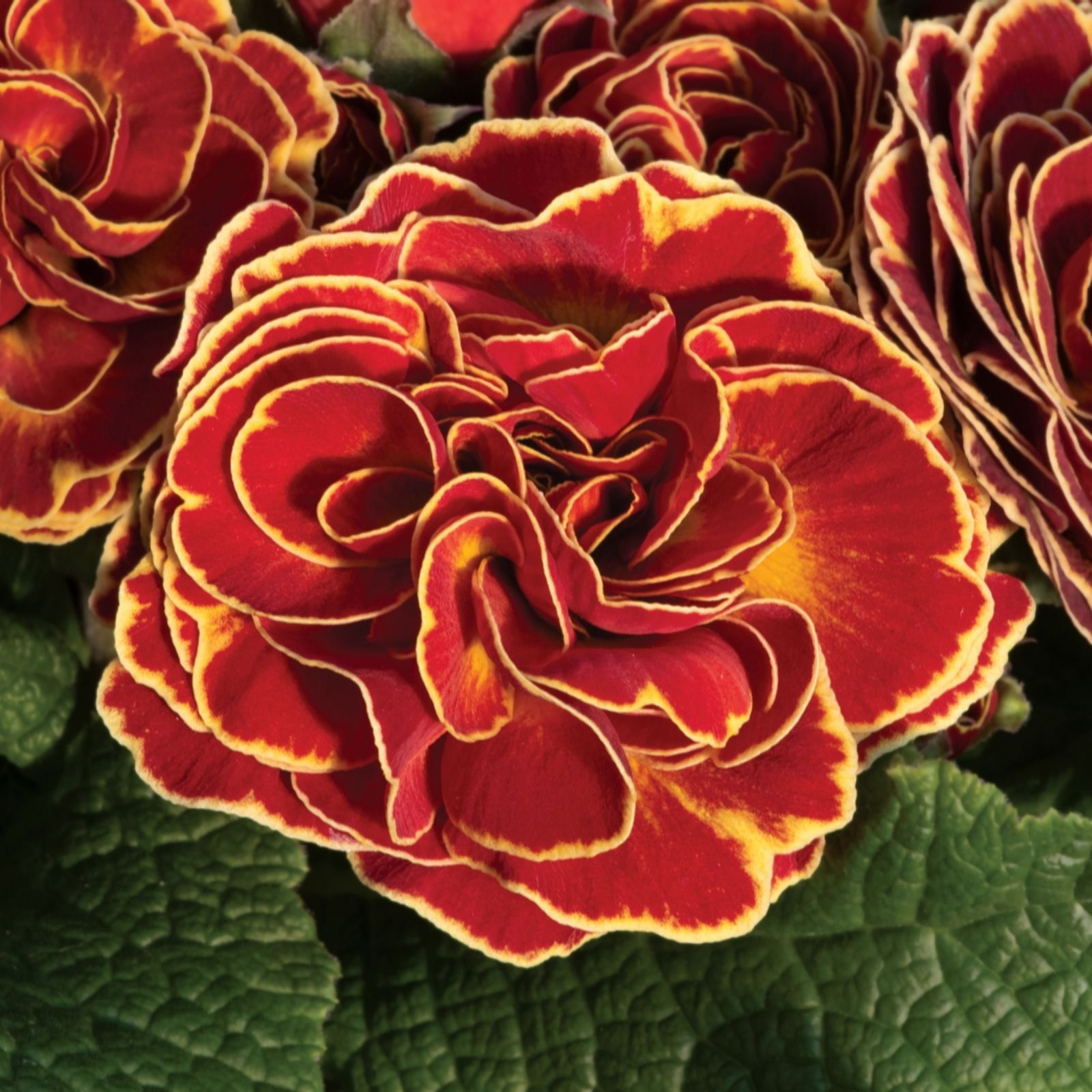 de Jager Highly Scented Double Primula Belarina 3.5cm Young Plants x5