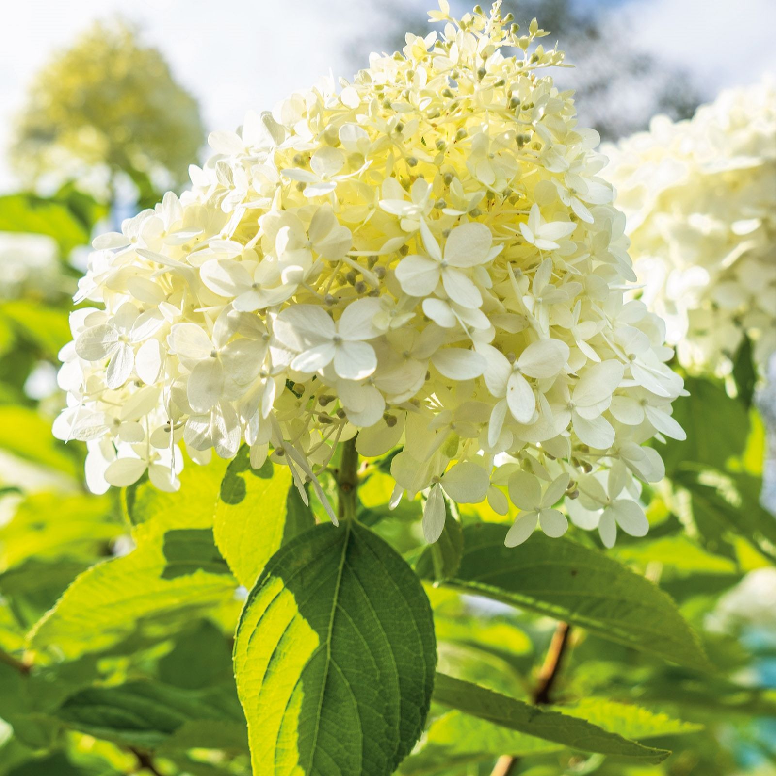 Plants2Gardens Hydrangea Mini Standard 1.5ltr