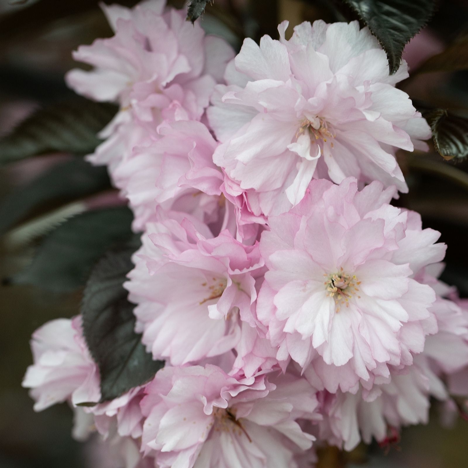 Frank P Matthews Prunus Royal Burgundy in 12 Litre Container