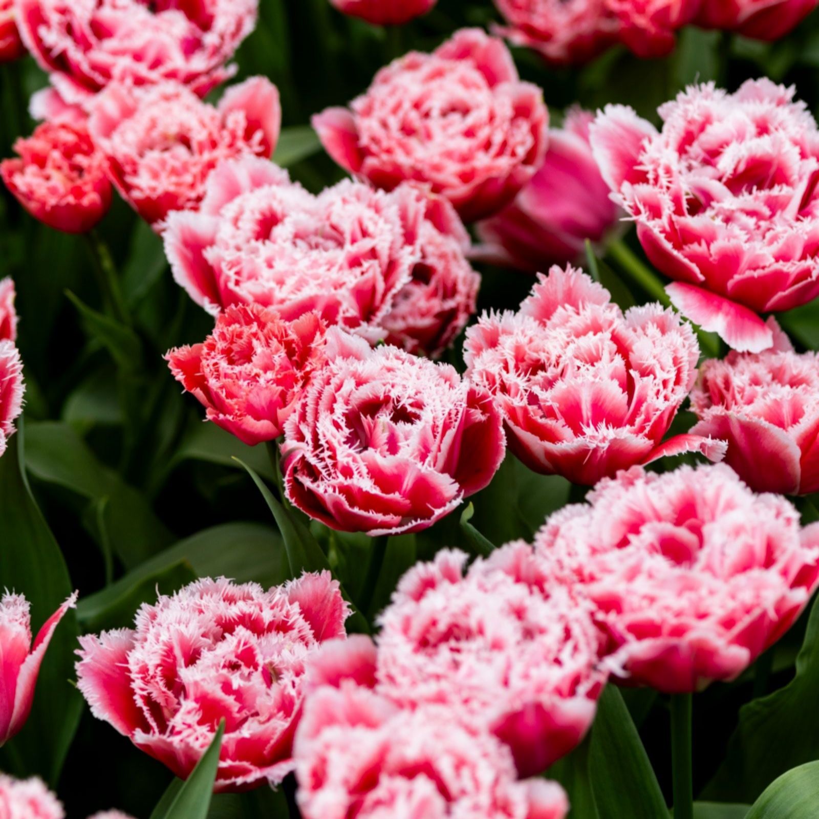 Thompson & Morgan Tulip Frilly Fringed Collection 32 Bulbs