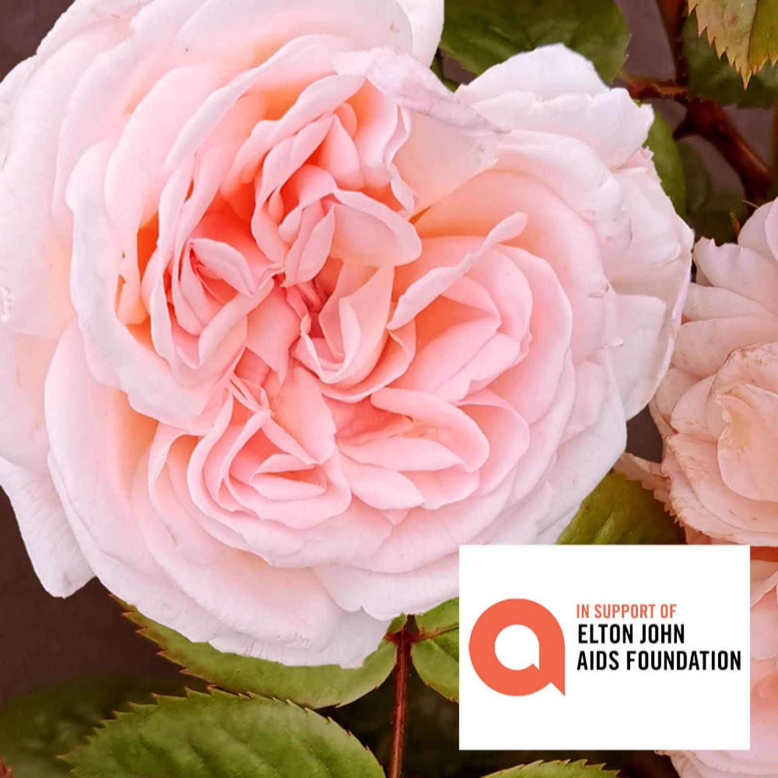 Harkness Roses 'The Elton John Rose' Bare Root