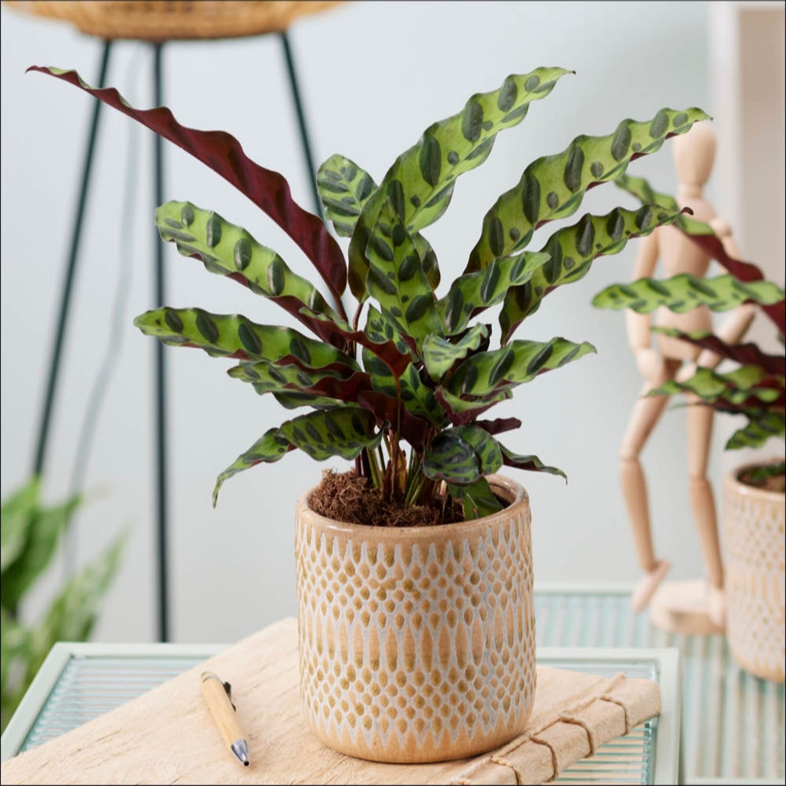 YouGarden Rattlesnake Plant 'Calathea Insignis' in a 11cm Pot