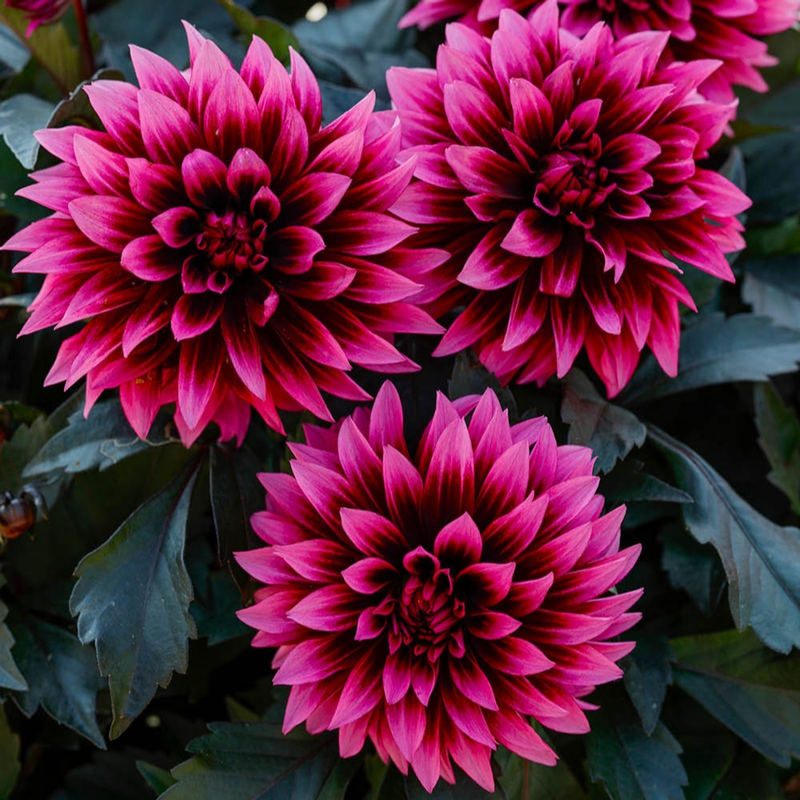 YouGarden Dahlia Gardenetta 'Velvet Crush' Plug Plants x6
