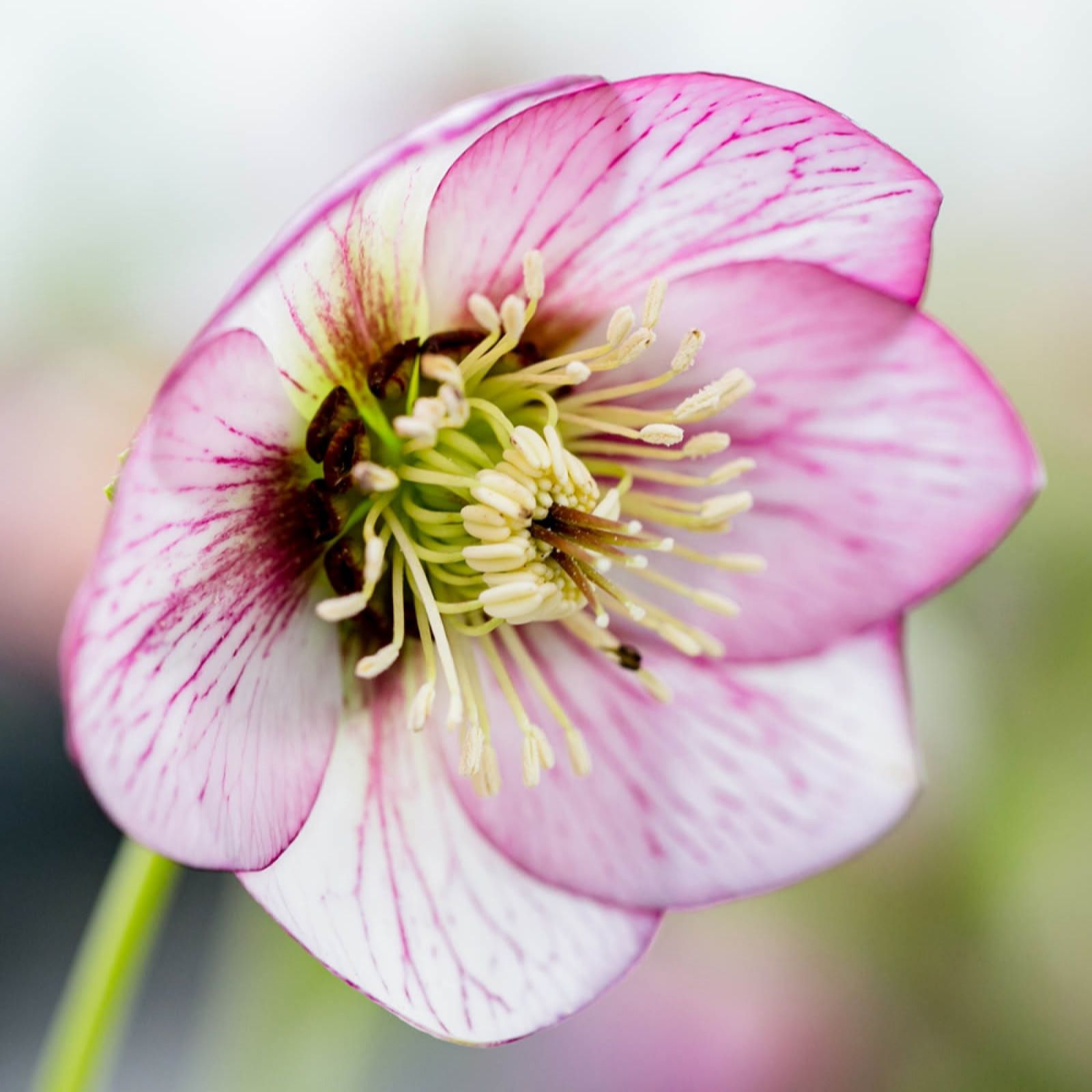 YouGarden Hellebore White Picotee in 9cm pots x3