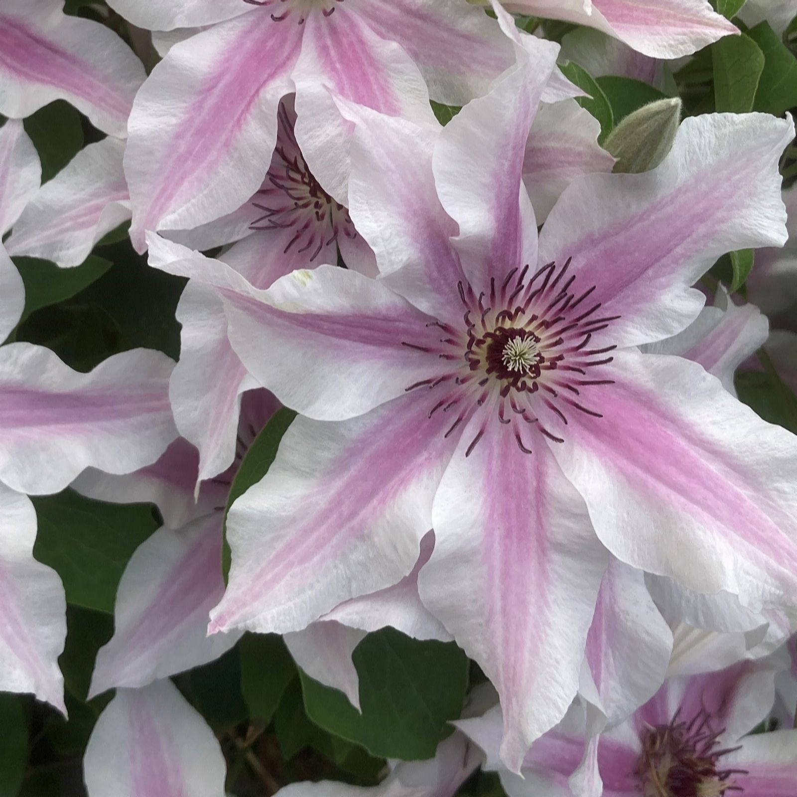 Hayloft Plants Raymond Evison Clematis Ithemba 3 x 7cm