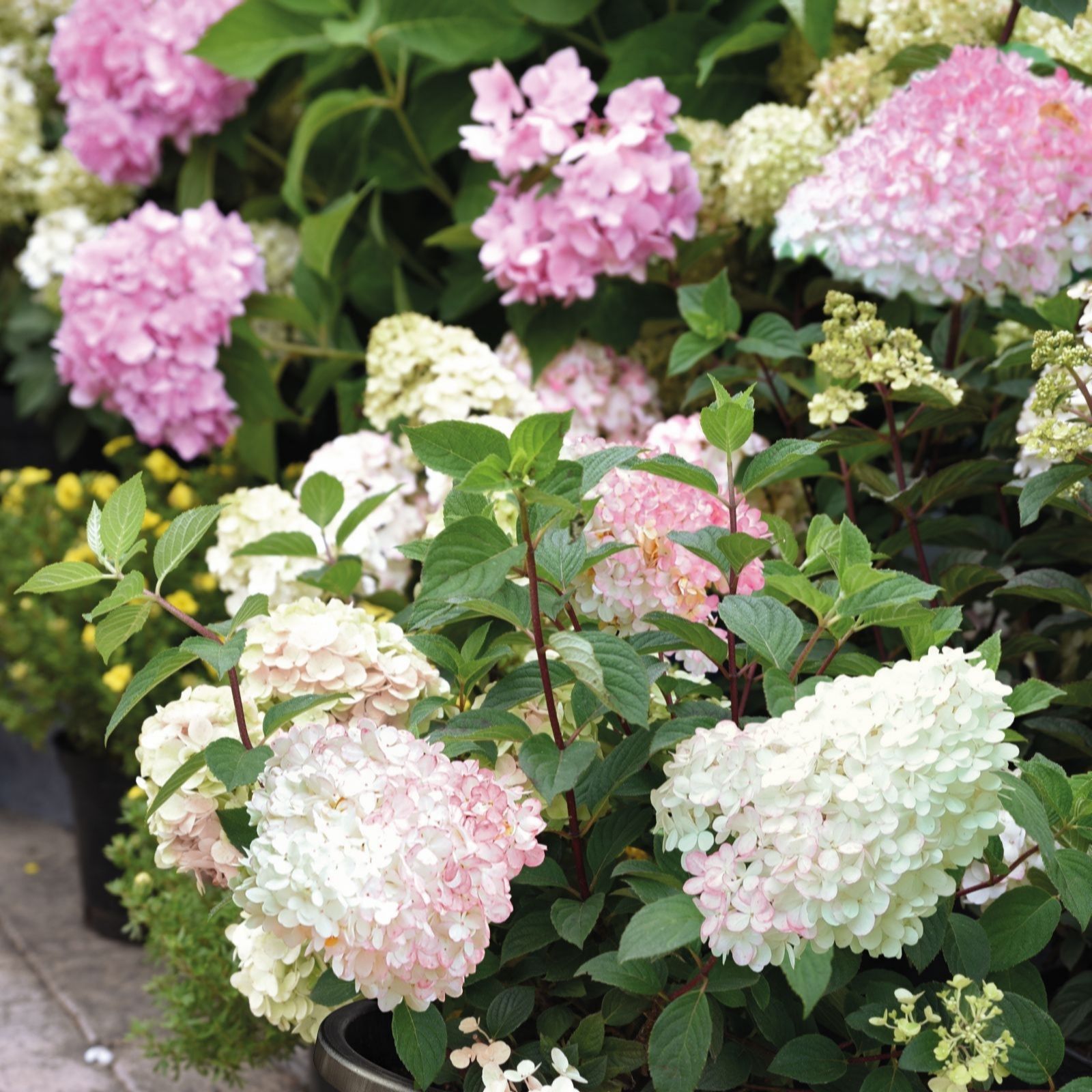 Thompson & Morgan Hydrangea Paniculata Vanille Fraise 3L Pot x 1
