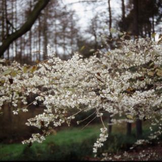 Frank P Matthews Prunus in Praecox 11.5 Litre Container
