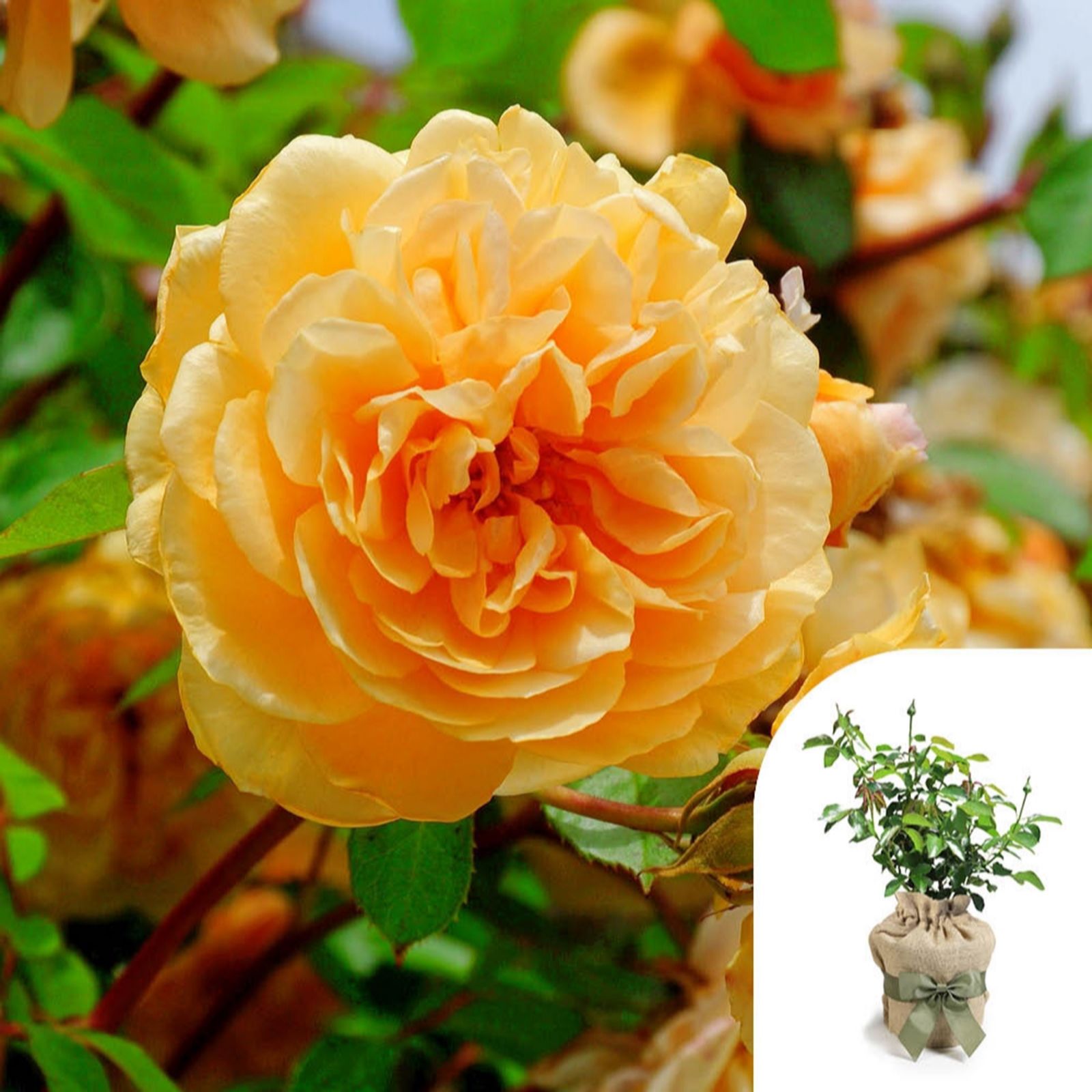 Harkness Roses Rose 'Dad, You're One In a Million' in a 4L Pot Gift Wrapped