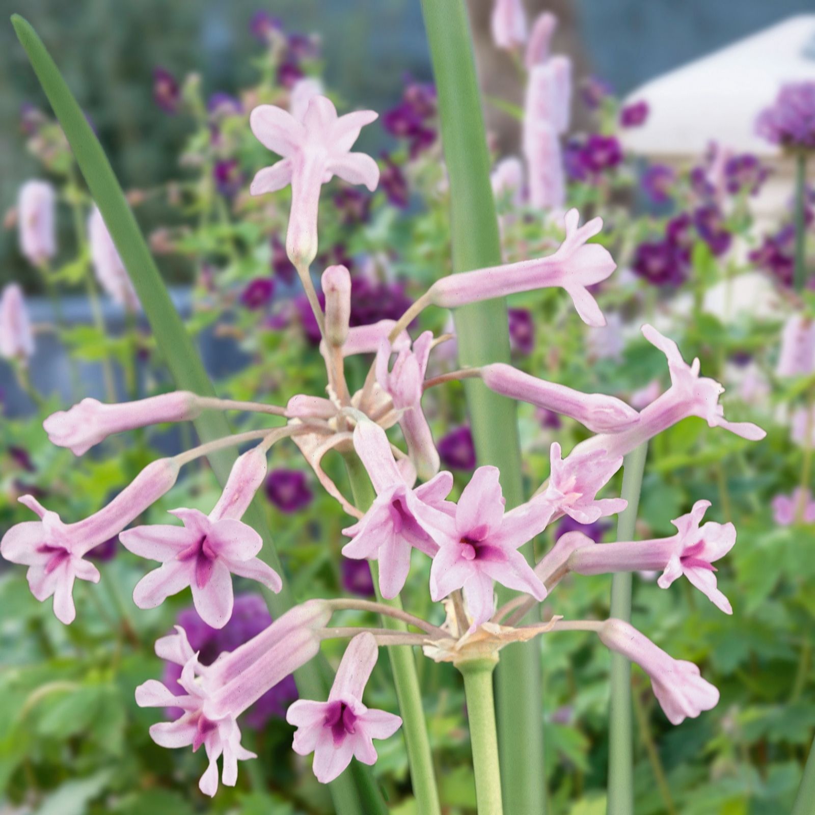 Plants2Gardens Tulbaghia Purple Eye 3 x 9cm