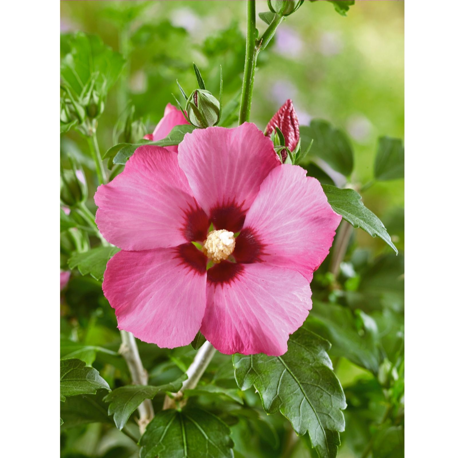 Plants2Gardens Hibiscus Woobridge 3L