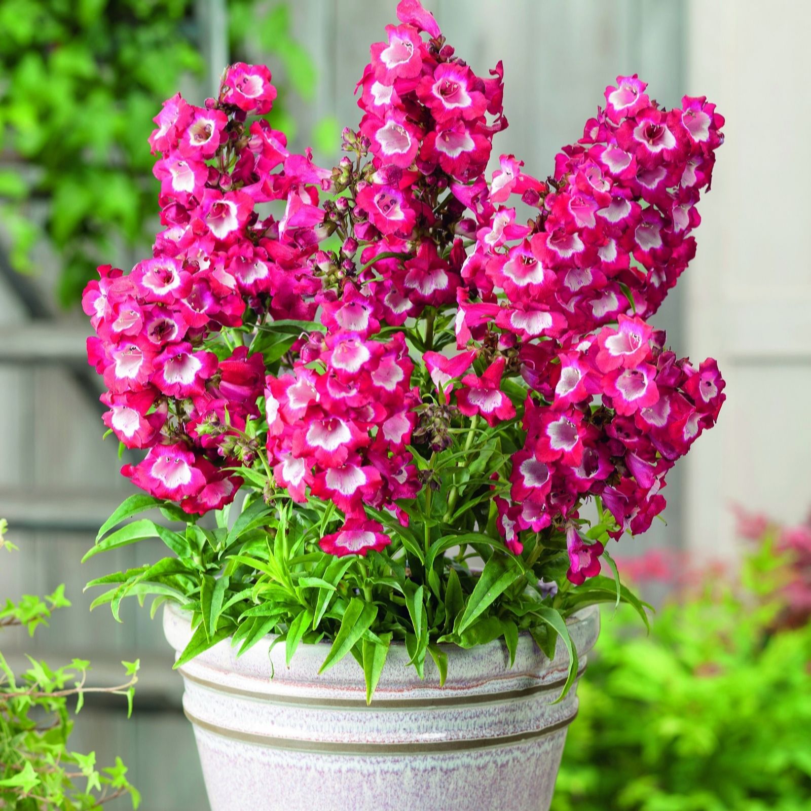 Plants 2 Gardens Penstemon Phoenix Red 3 x 2ltr
