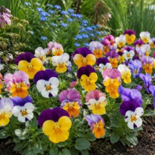 Plants2Gardens Viola Butterfly Bicolour Mix 20 x 5cm Plants