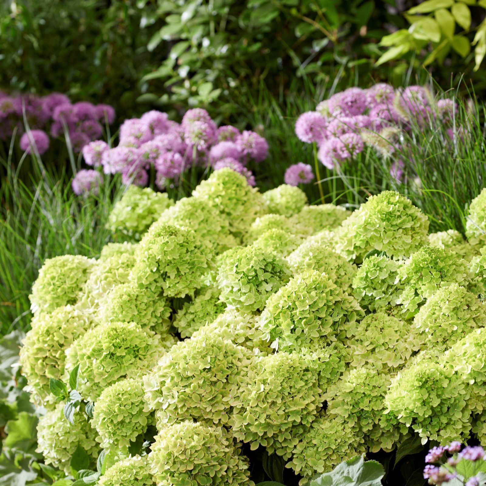 Thompson & Morgan Hydrangea Groundbreaker 14cm Pot