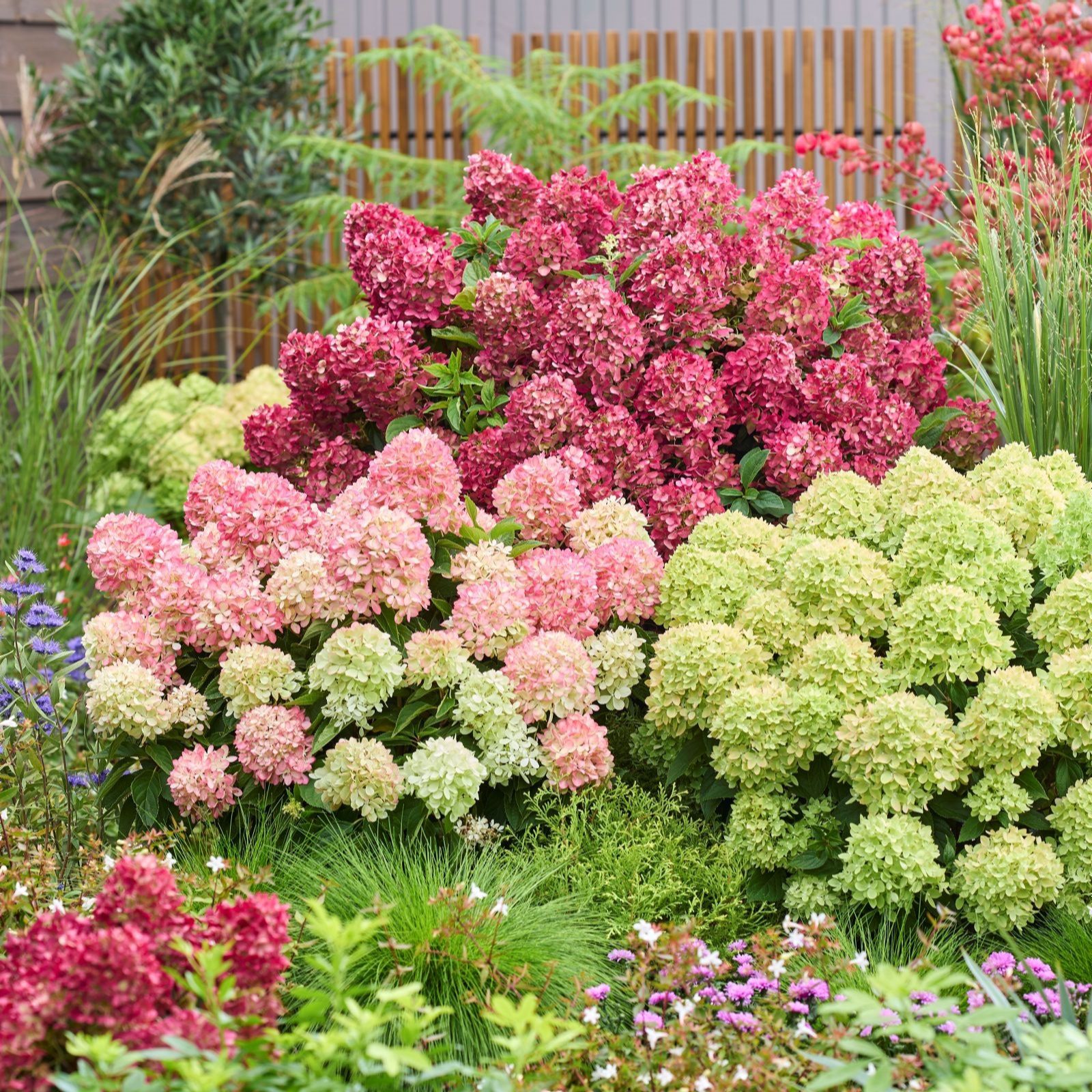 Thompson & Morgan Hydrangea Groundbreaker 14cm Pot