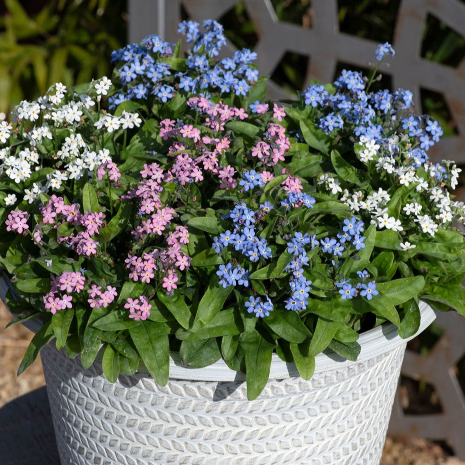 YouGarden Myosotis 'Mon Amie Mixed' Garden Ready Plants x20