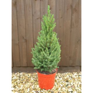 Plants2Gardens Picea Conica 5ltr
