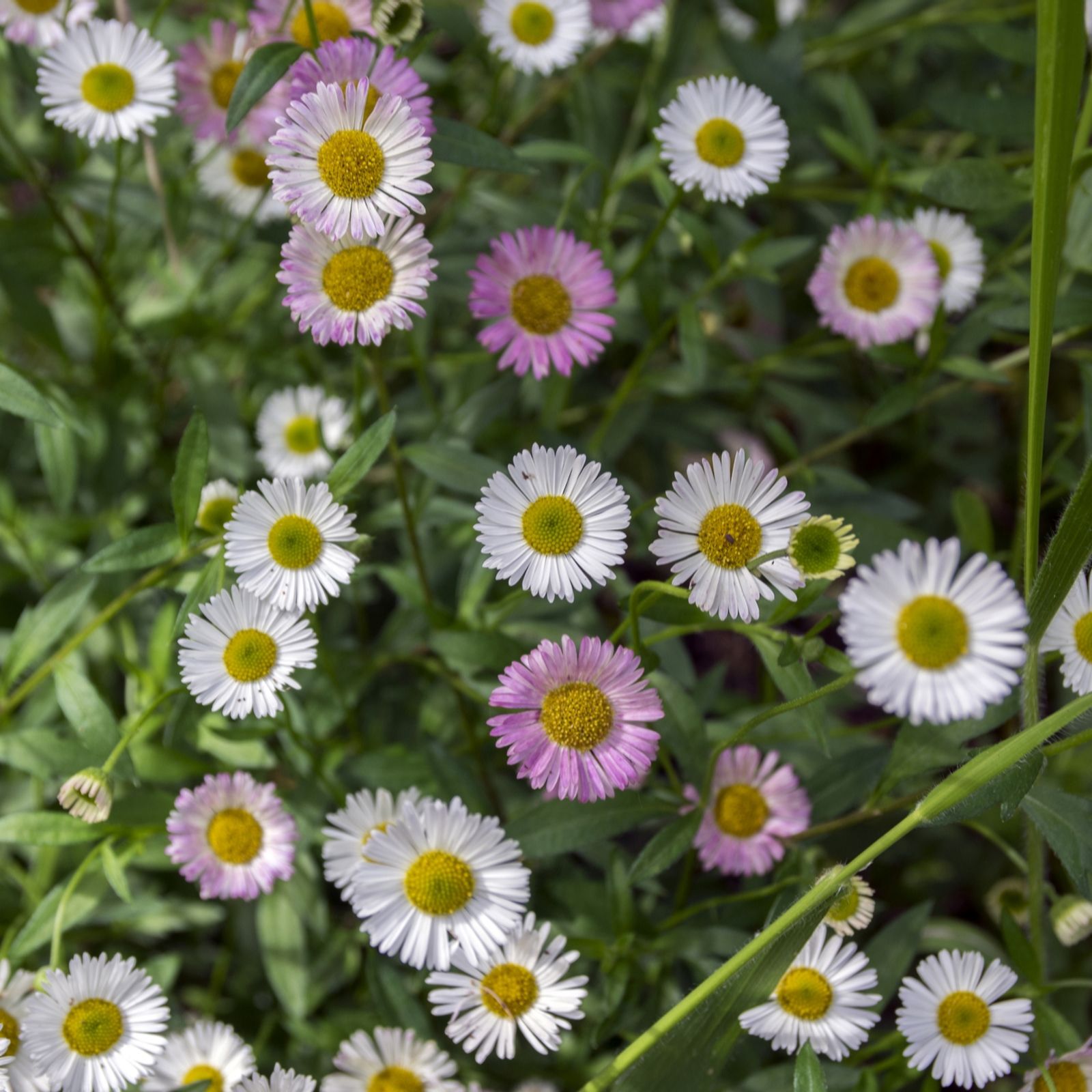 YouGarden Erigeron karvinskianus 'Sea of Blossom' plug plants x 12 QVC UK