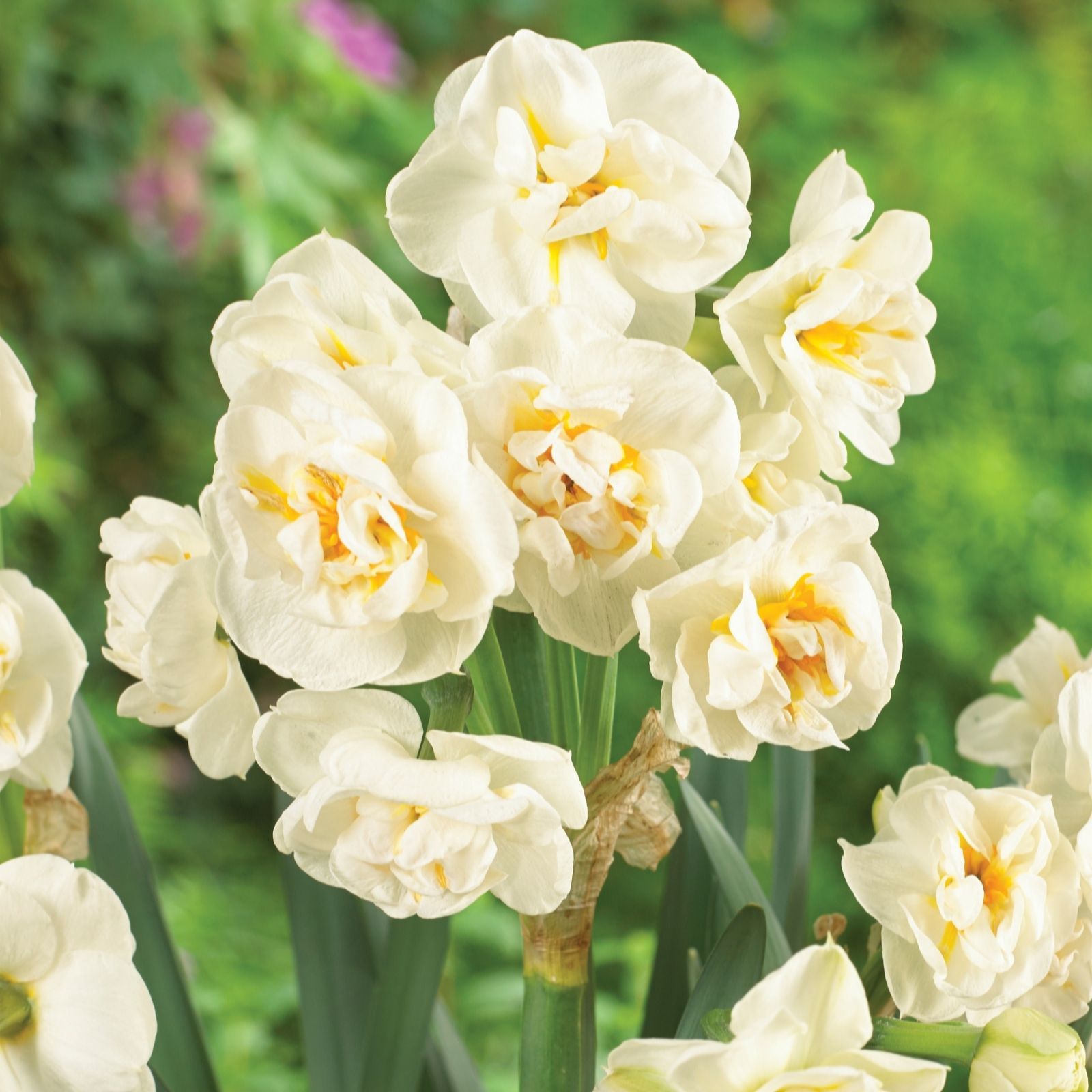 de Jager RHS AGM Highly Scented Bridal Crown Daffodils x18 - QVC UK