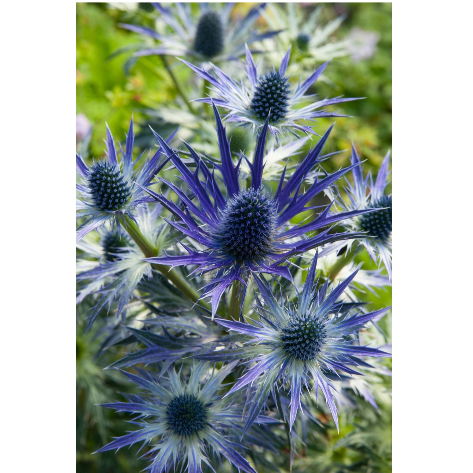 Plants2Gardens Eryngium Collection 3 x 9cm