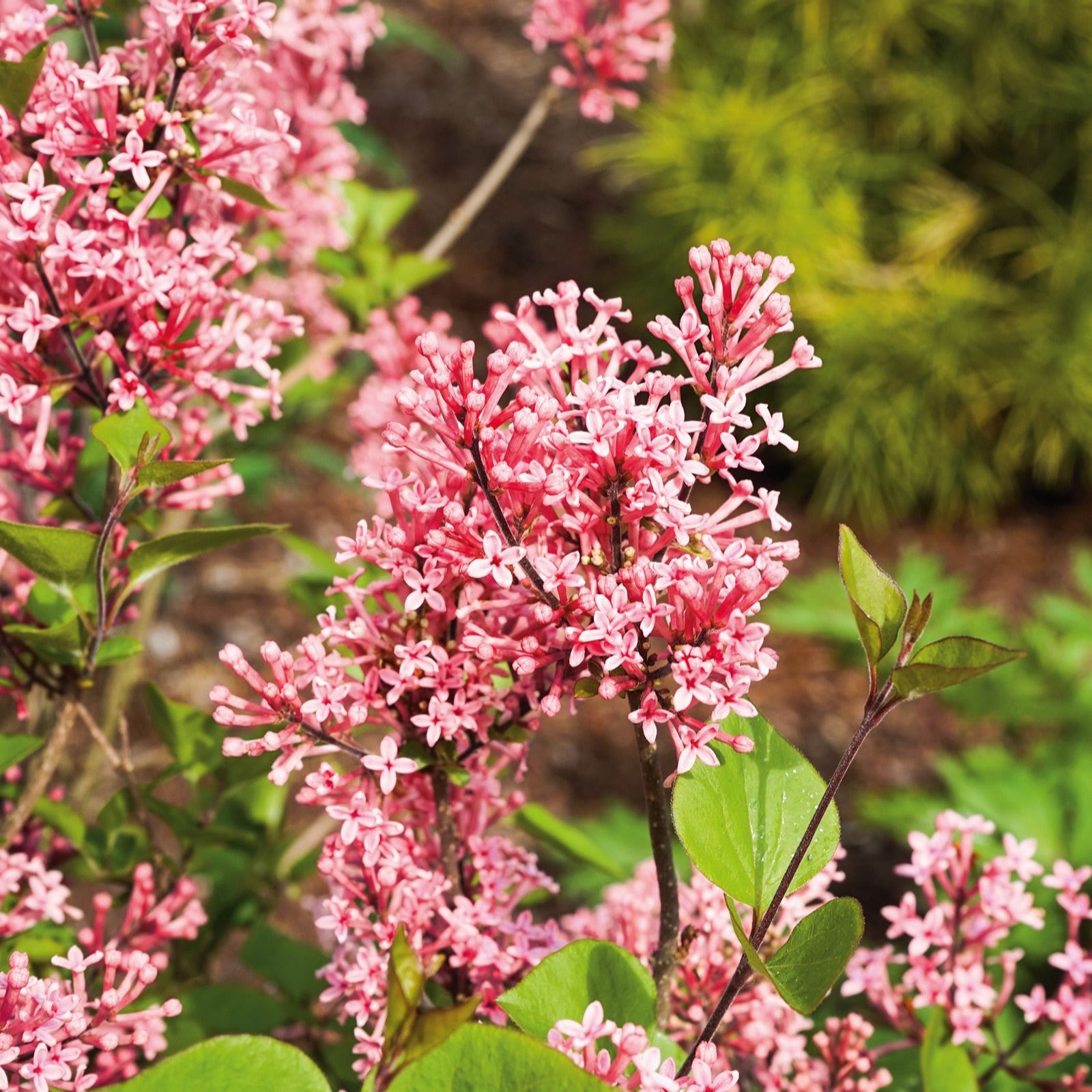 Plants2Gardens Syringa Bloomerange 4.5ltr